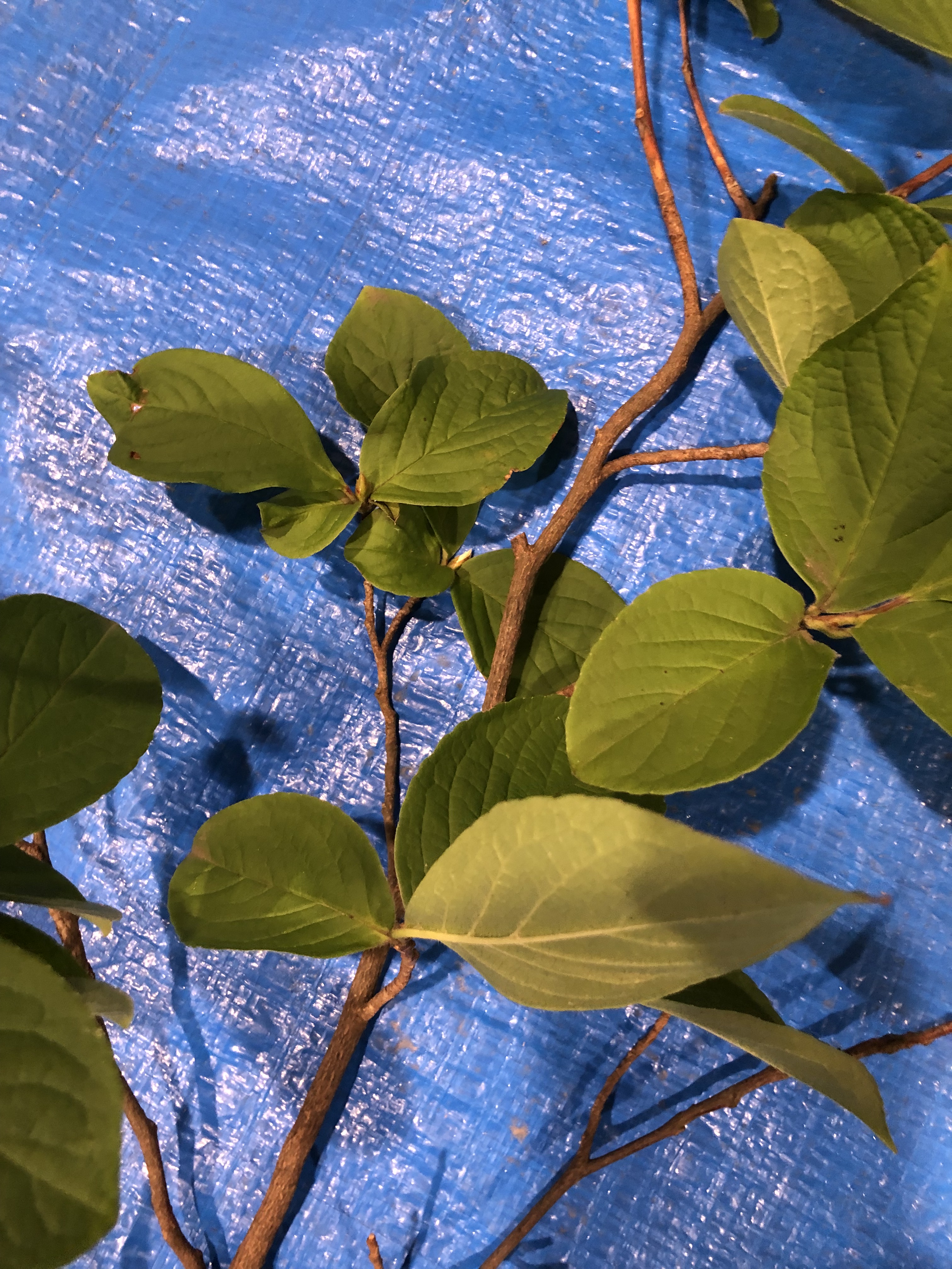 ナツツバキ - Stewartia pseudocamellia