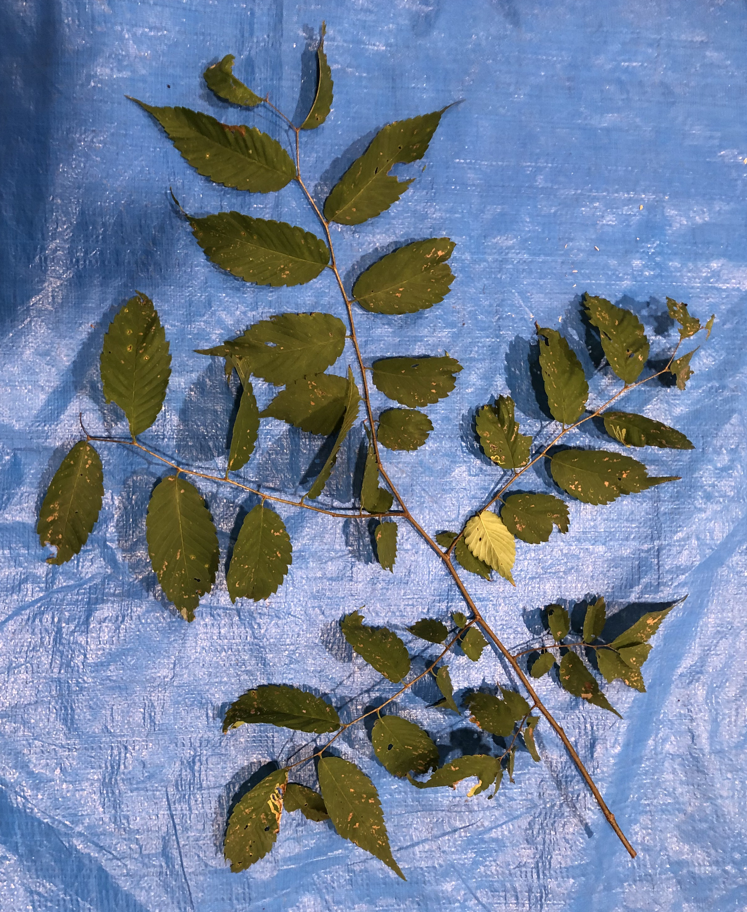 ケヤキ - Zelkova serrata