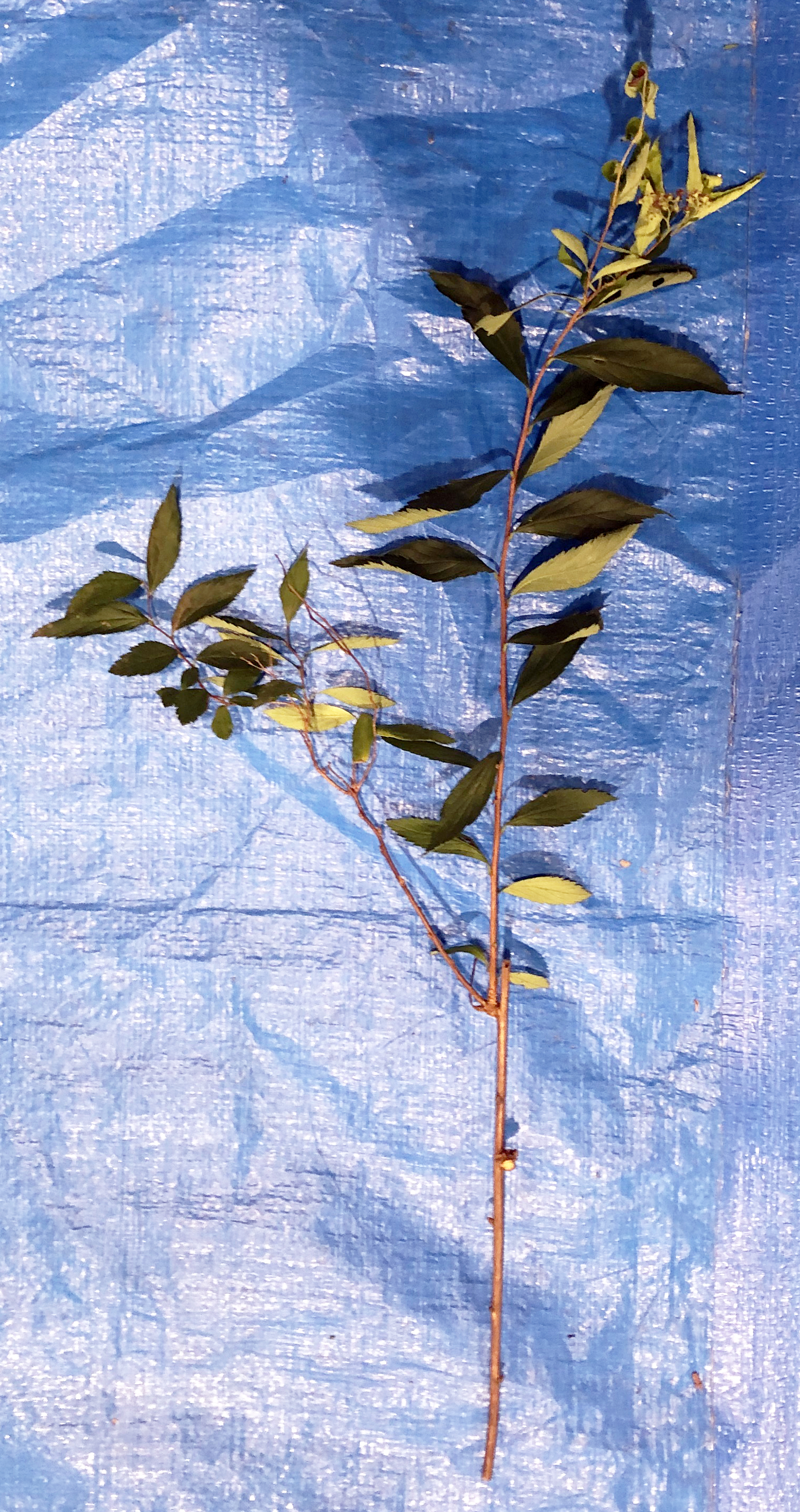 シモツケ - Spiraea japonica