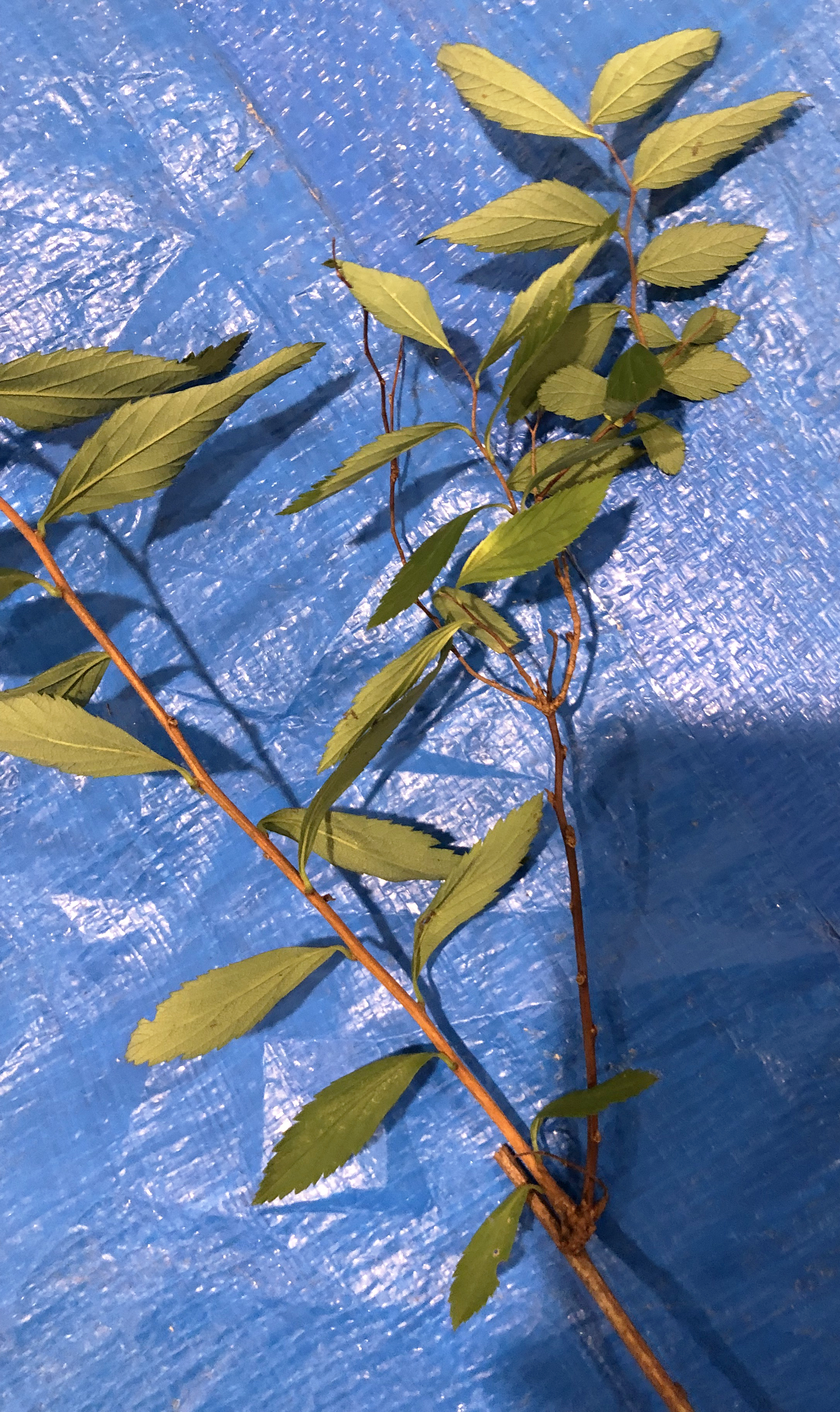 シモツケ - Spiraea japonica