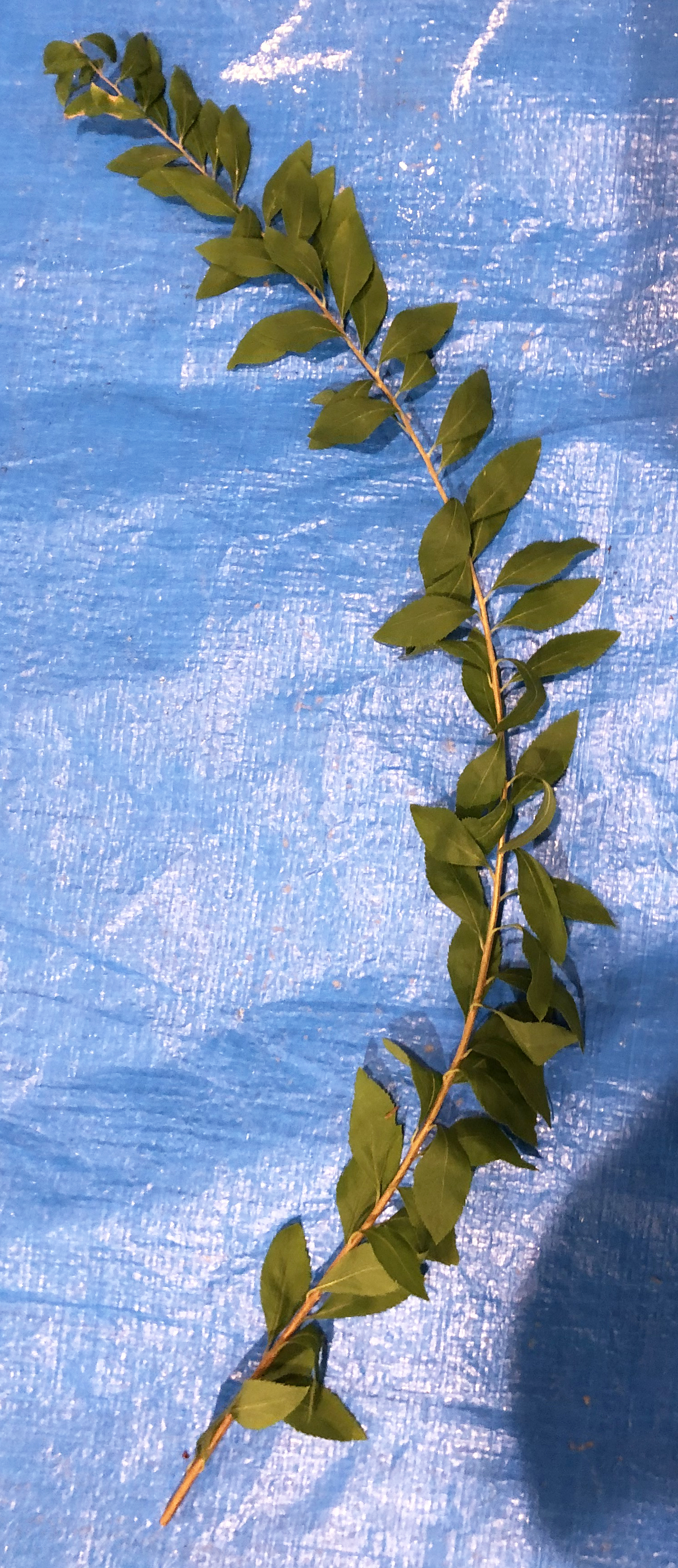 ユキヤナギ - Spiraea thunbergii