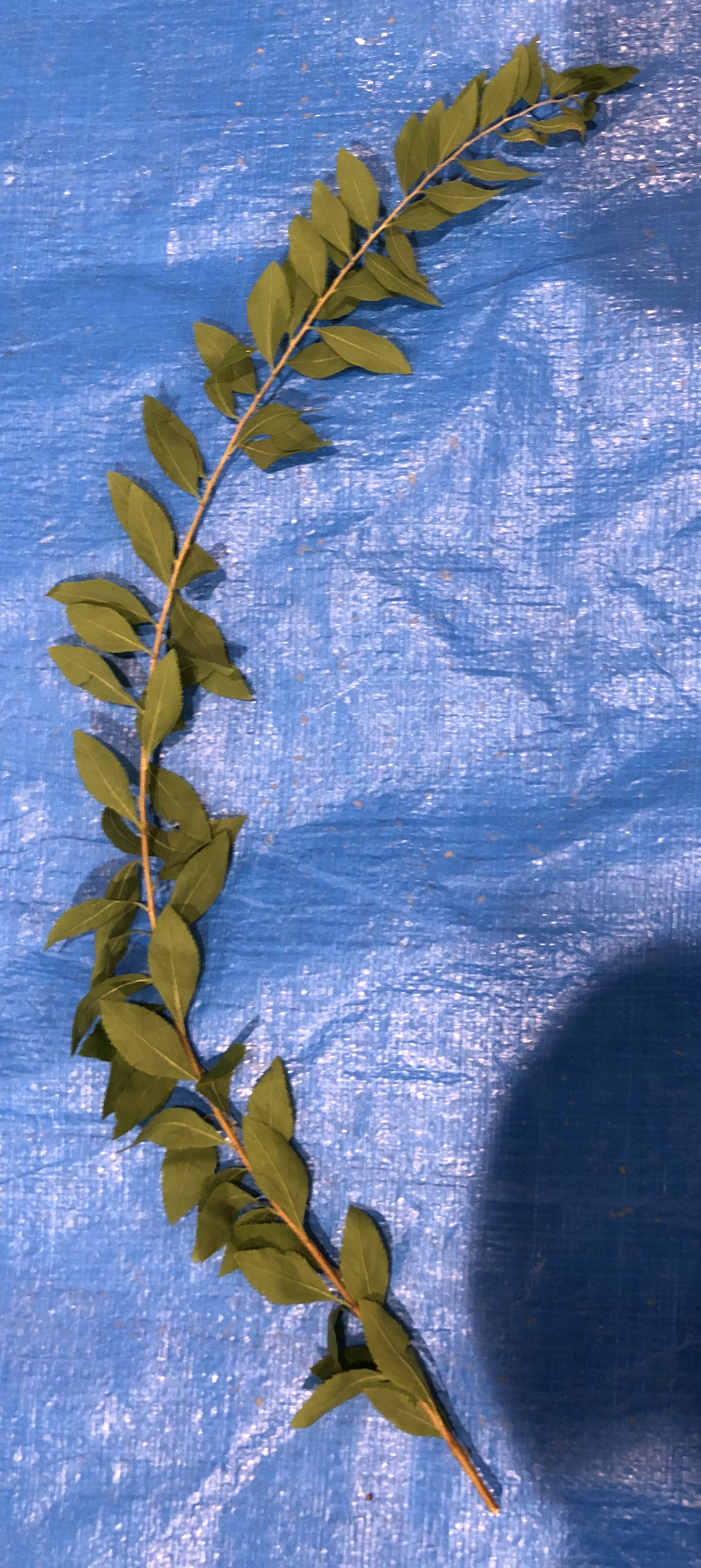 ユキヤナギ - Spiraea thunbergii