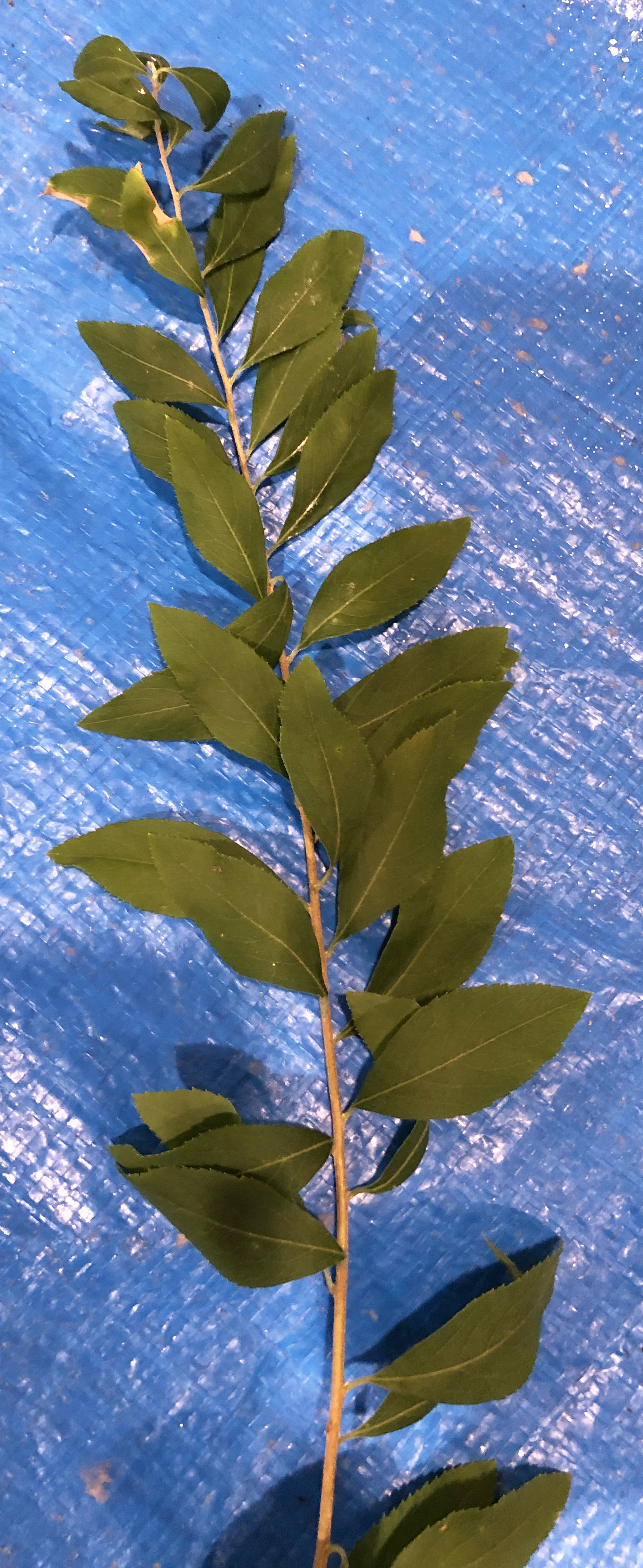 ユキヤナギ - Spiraea thunbergii