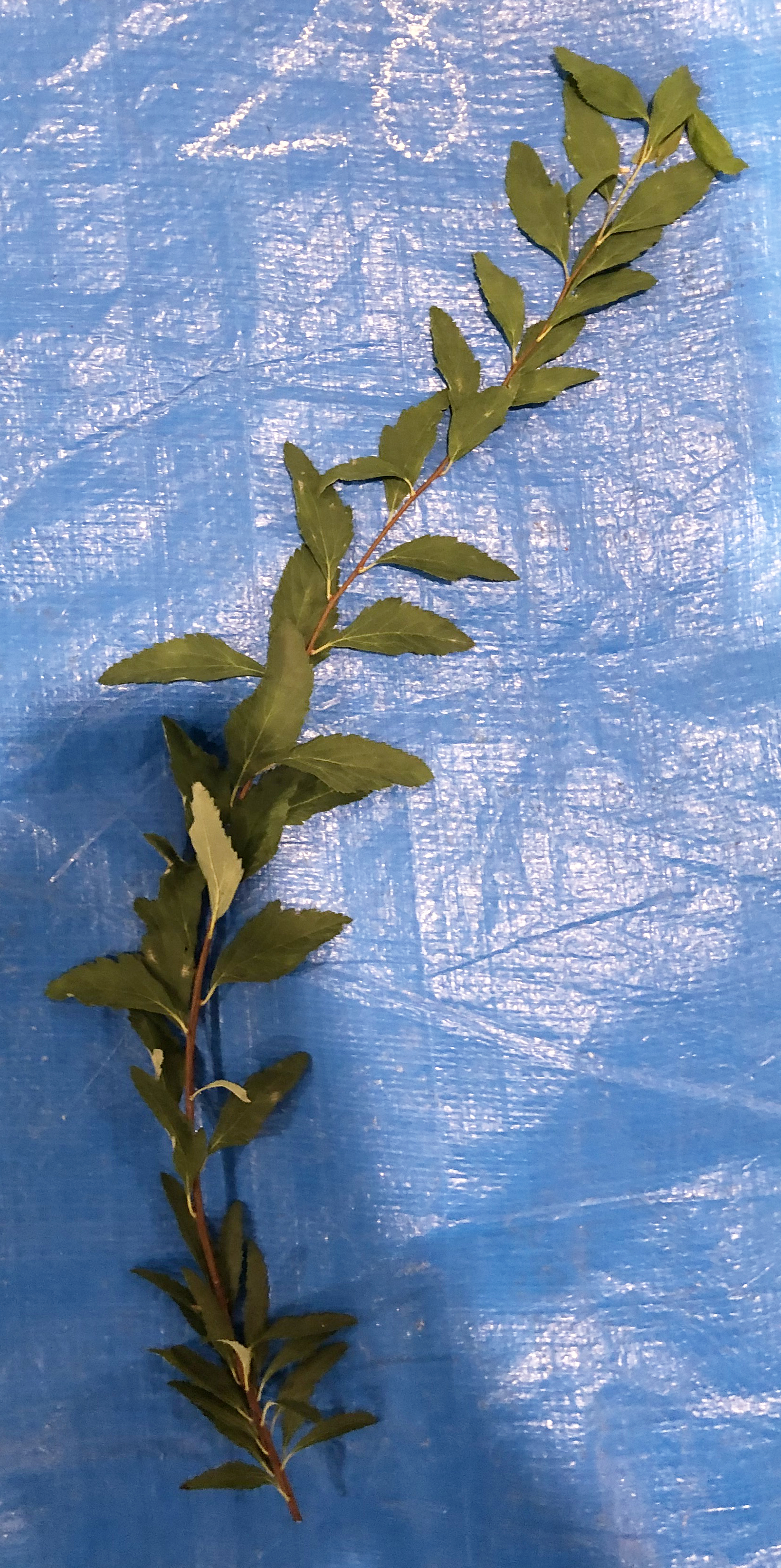 コデマリ - Spiraea cantoniensis