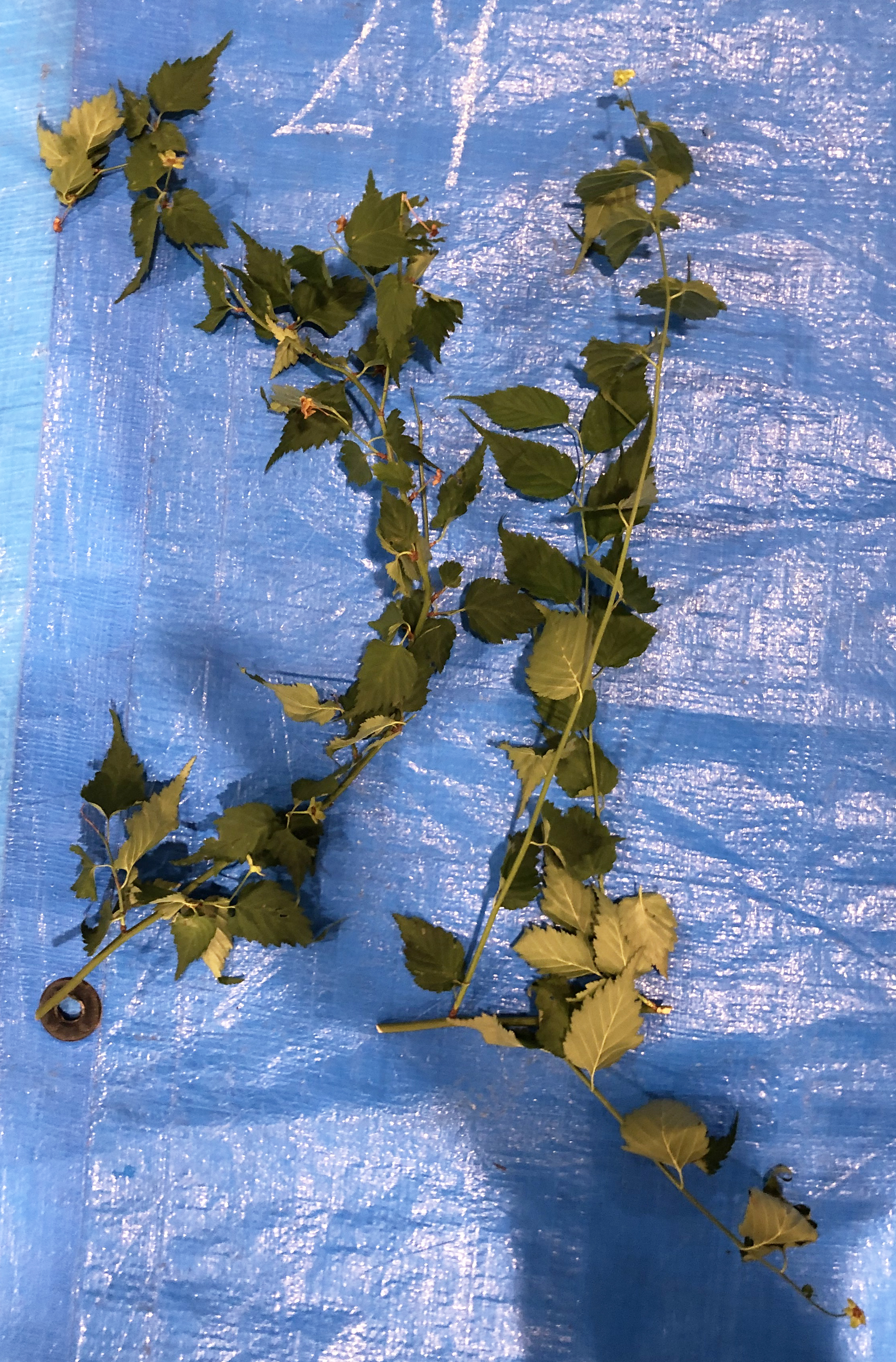 ヤマブキ - Kerria japonica