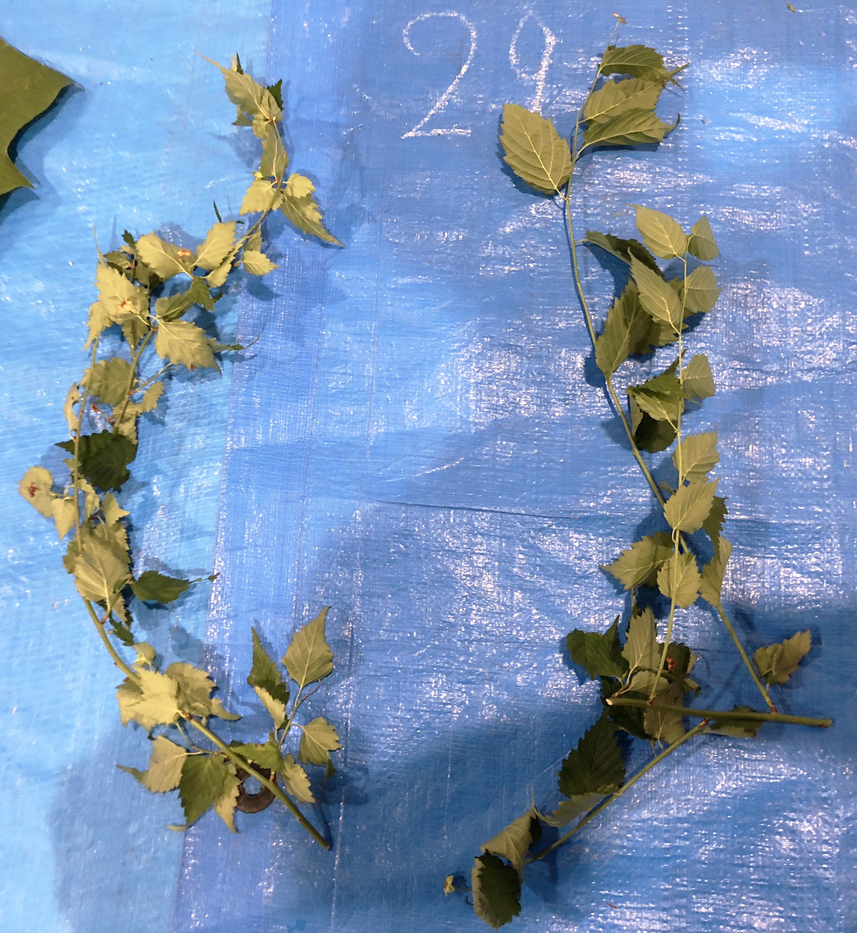 ヤマブキ - Kerria japonica