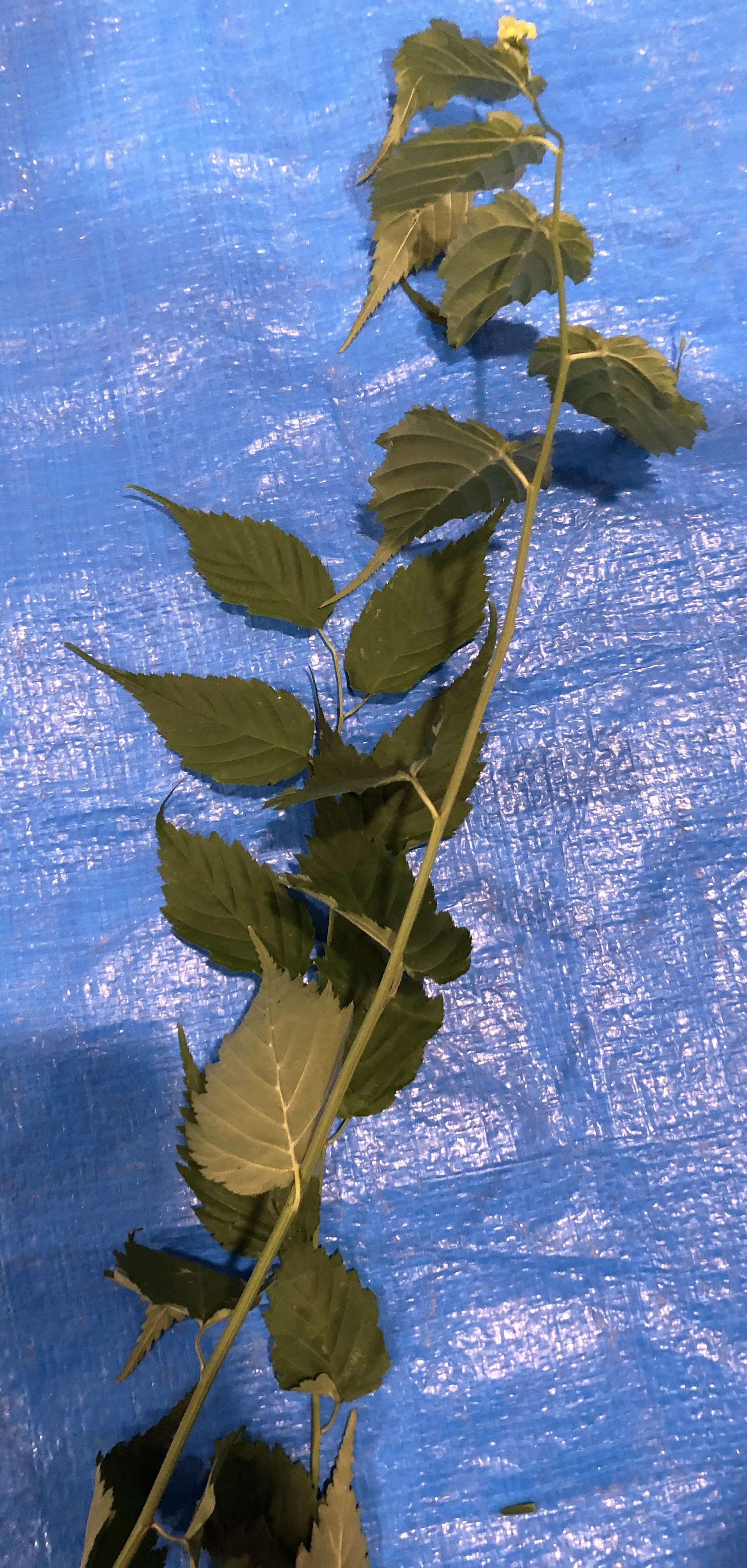 ヤマブキ - Kerria japonica