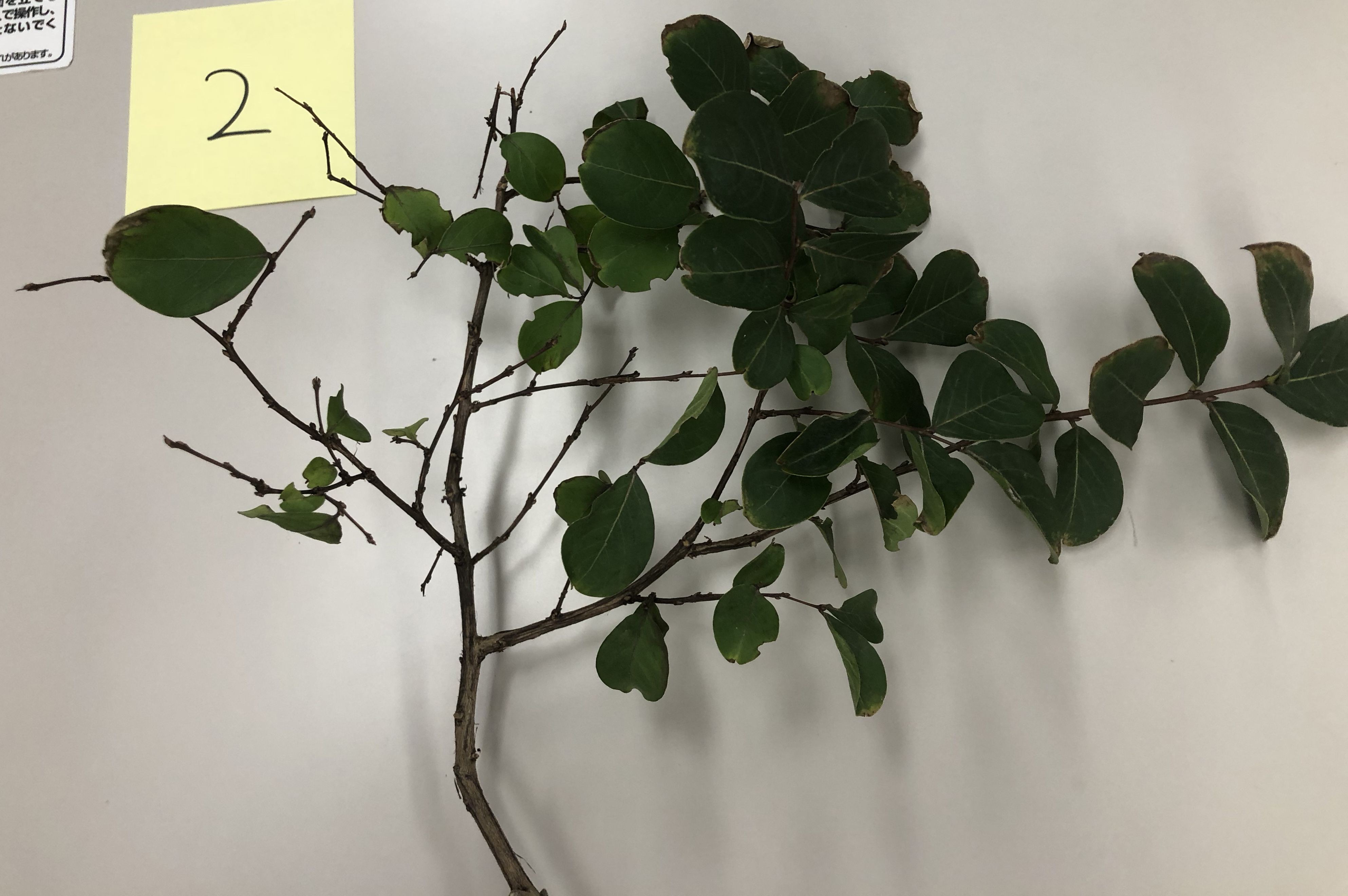 サルスベリ - Lagerstroemia indica