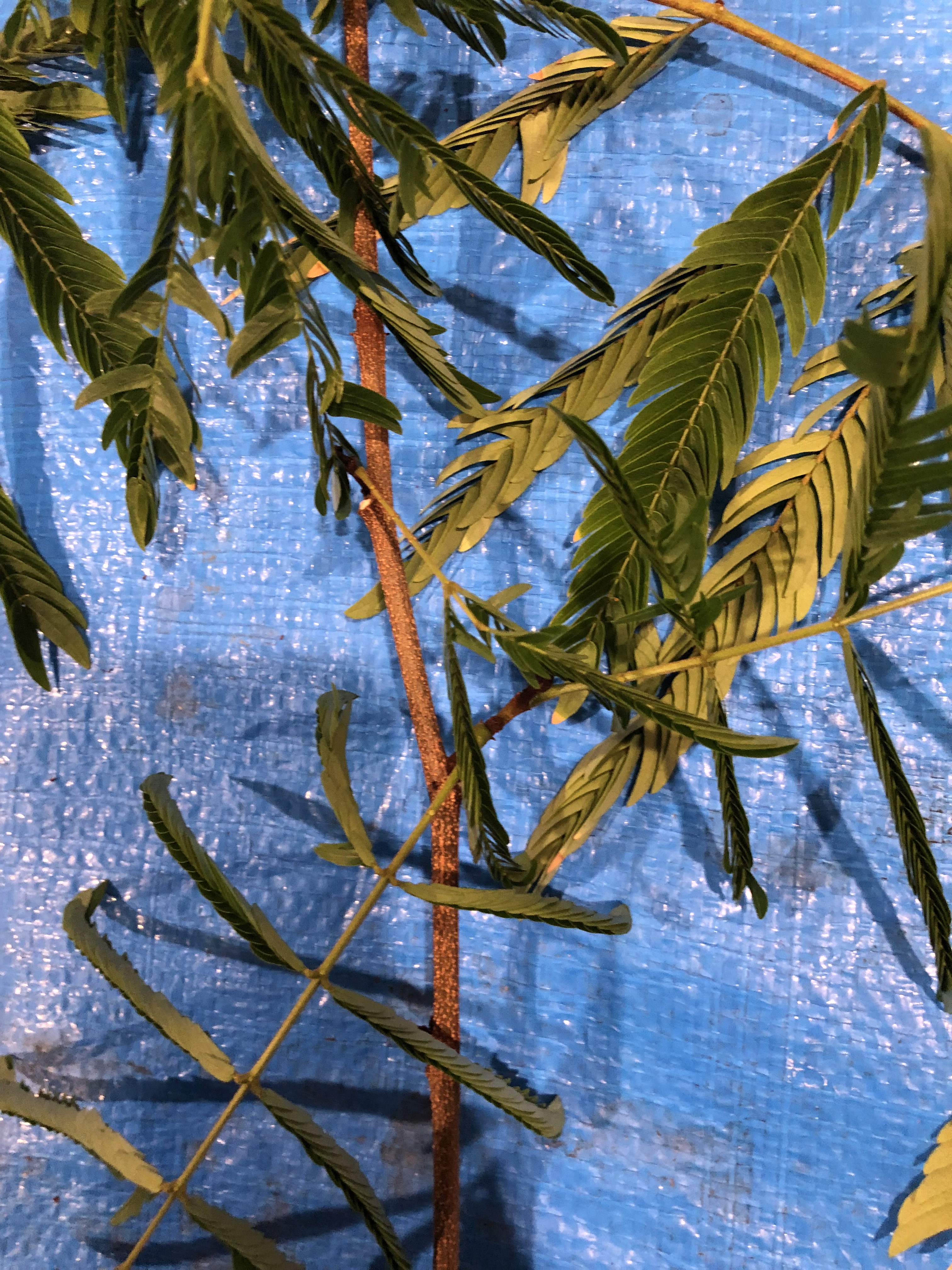 ネムノキ - Albizia julibrissin