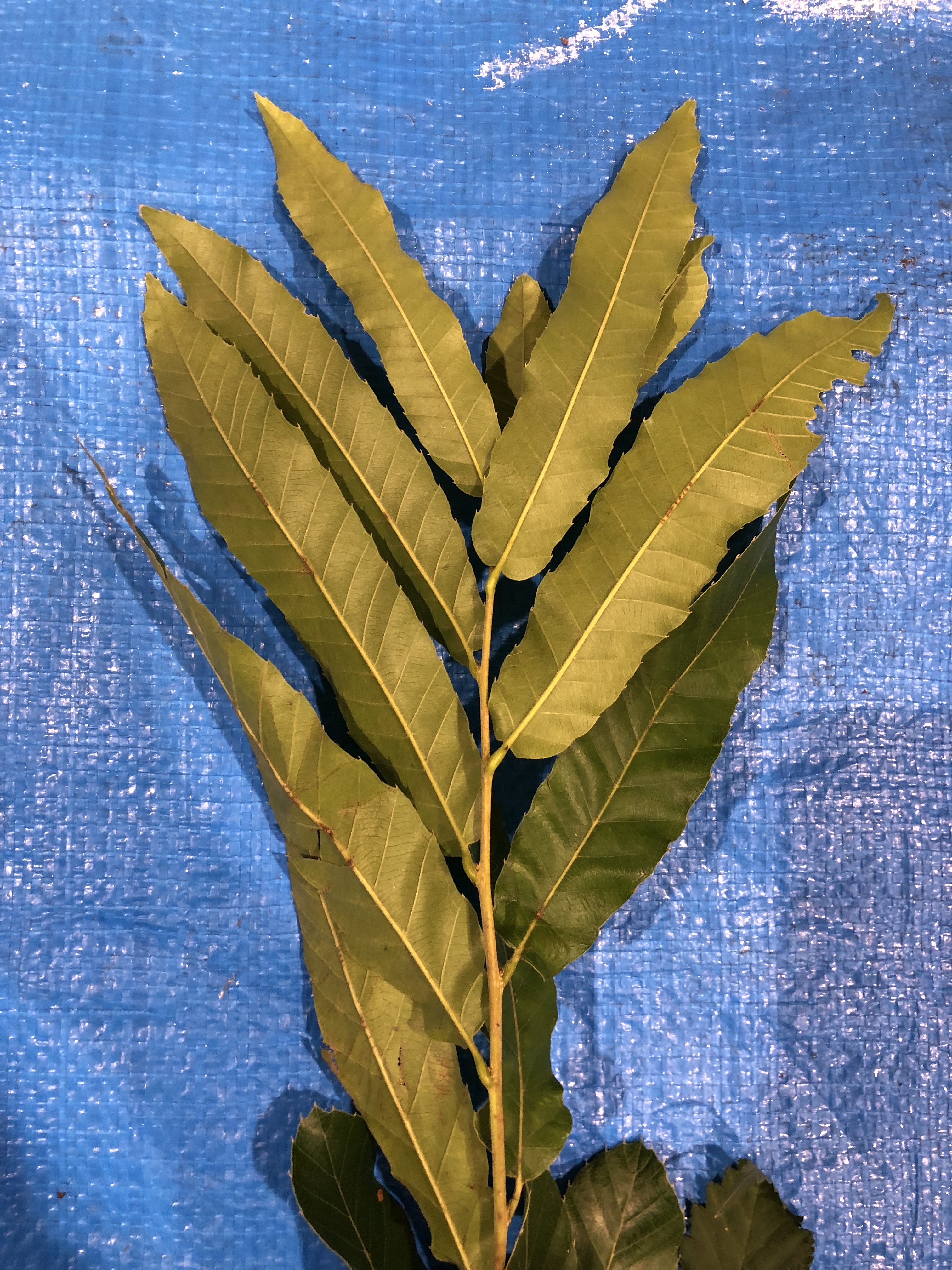 クヌギ - Quercus acutissima