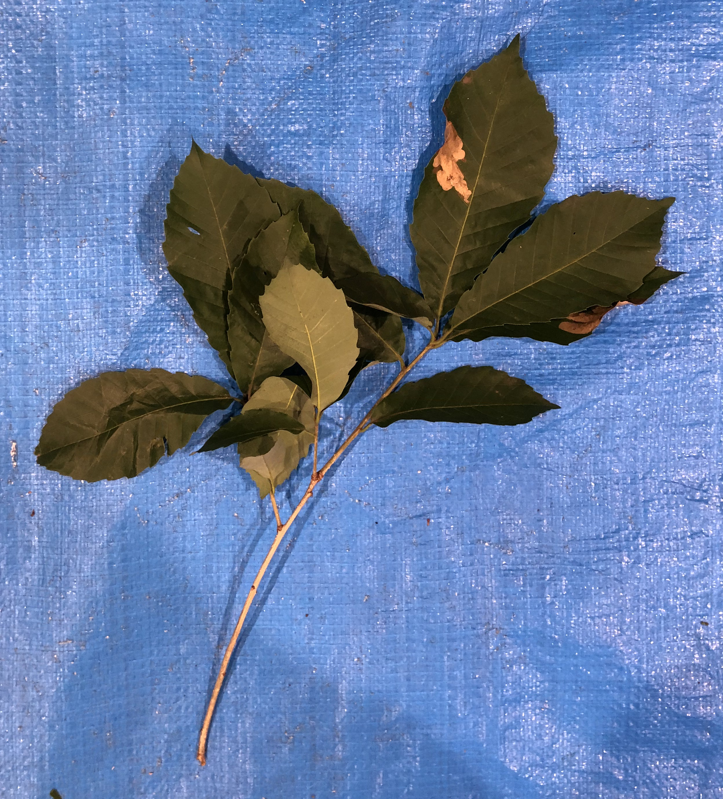 コナラ - Quercus serrata