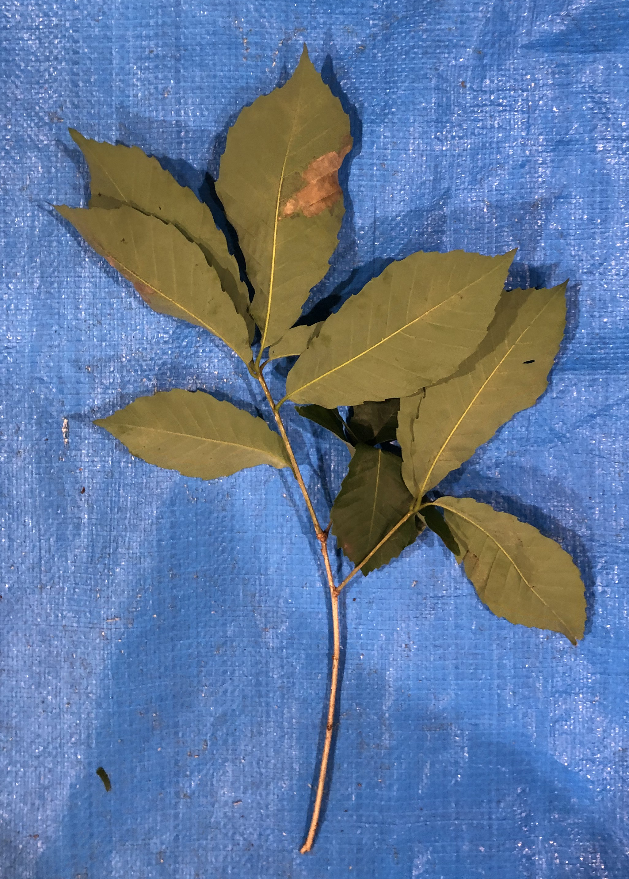 コナラ - Quercus serrata