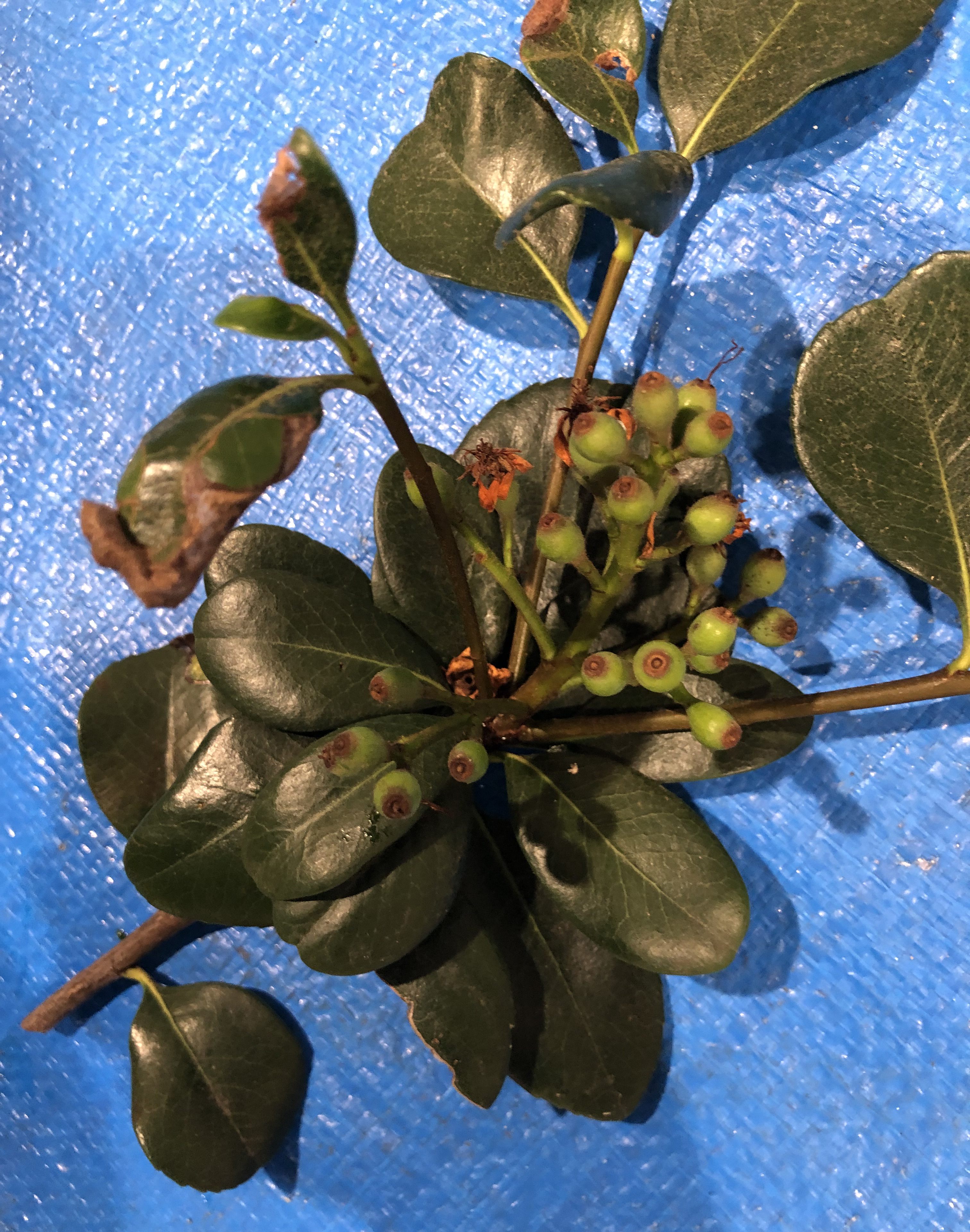 シャリンバイ - Rhaphiolepis umbellata