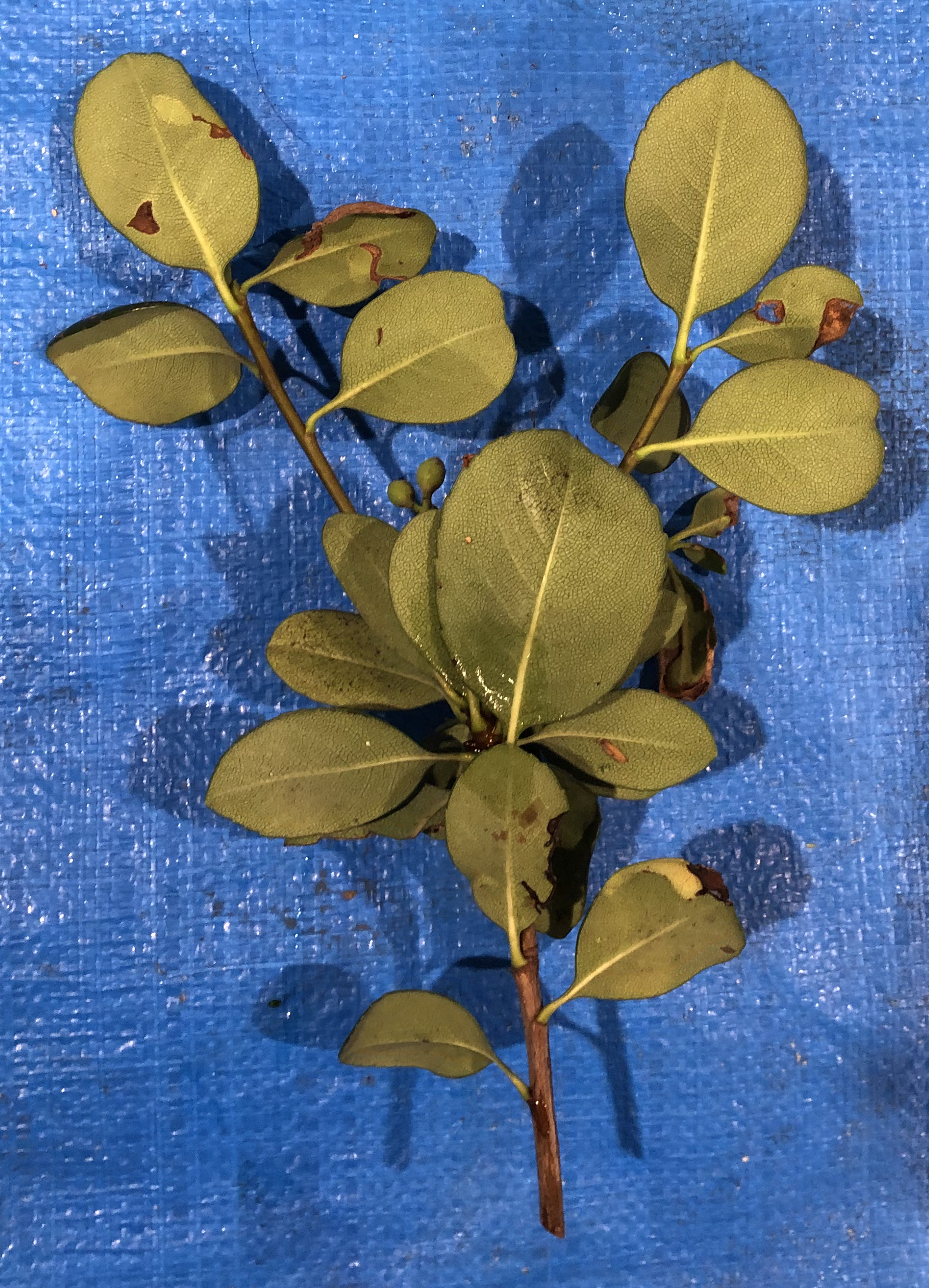 シャリンバイ - Rhaphiolepis umbellata