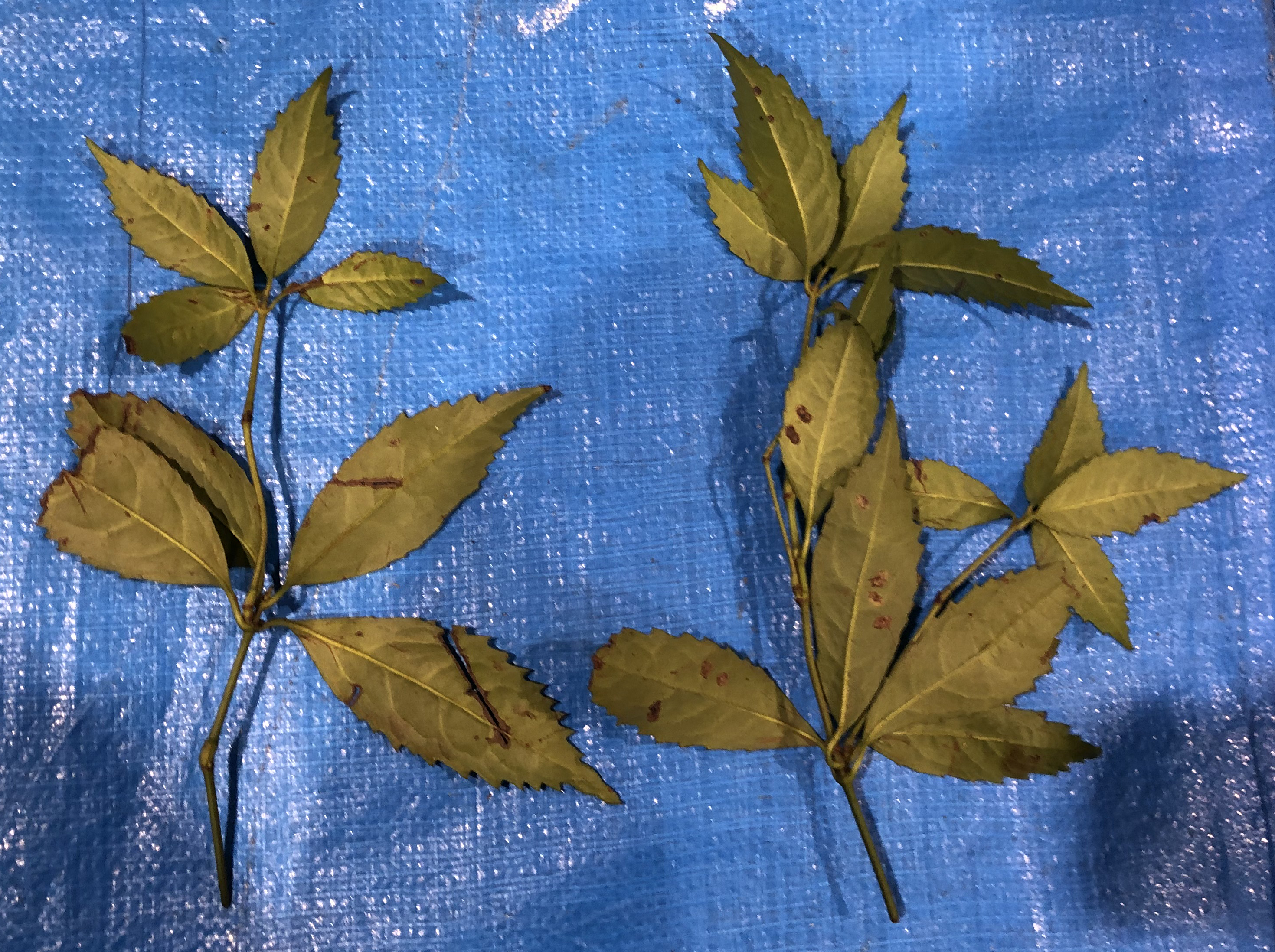 センリョウ - Sarcandra glabra