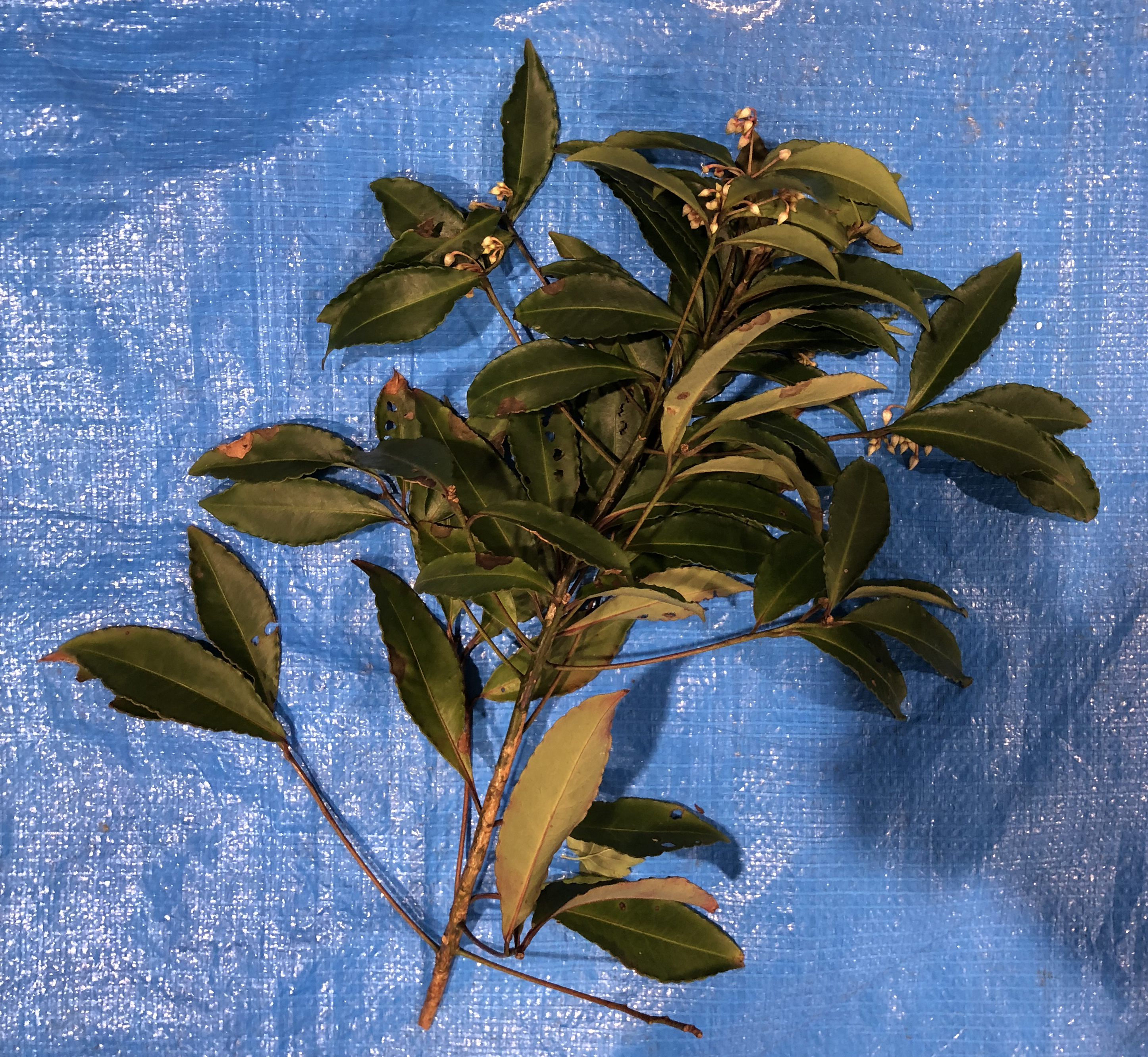マンリョウ - Ardisia crenata
