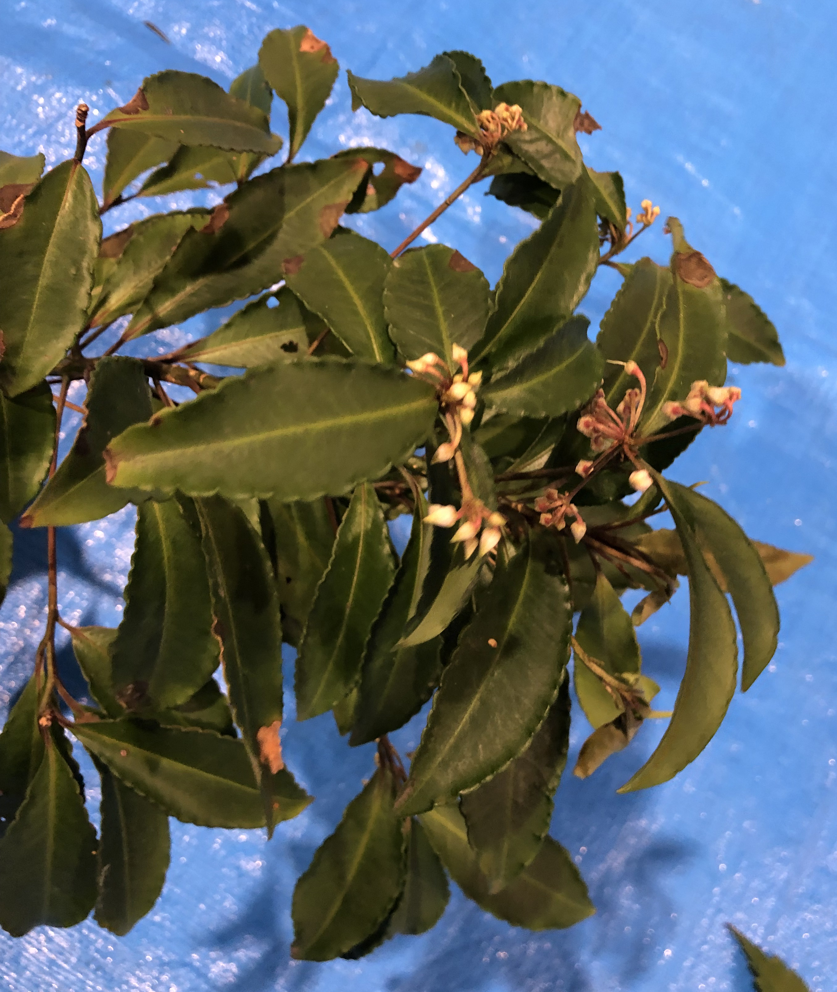 マンリョウ - Ardisia crenata