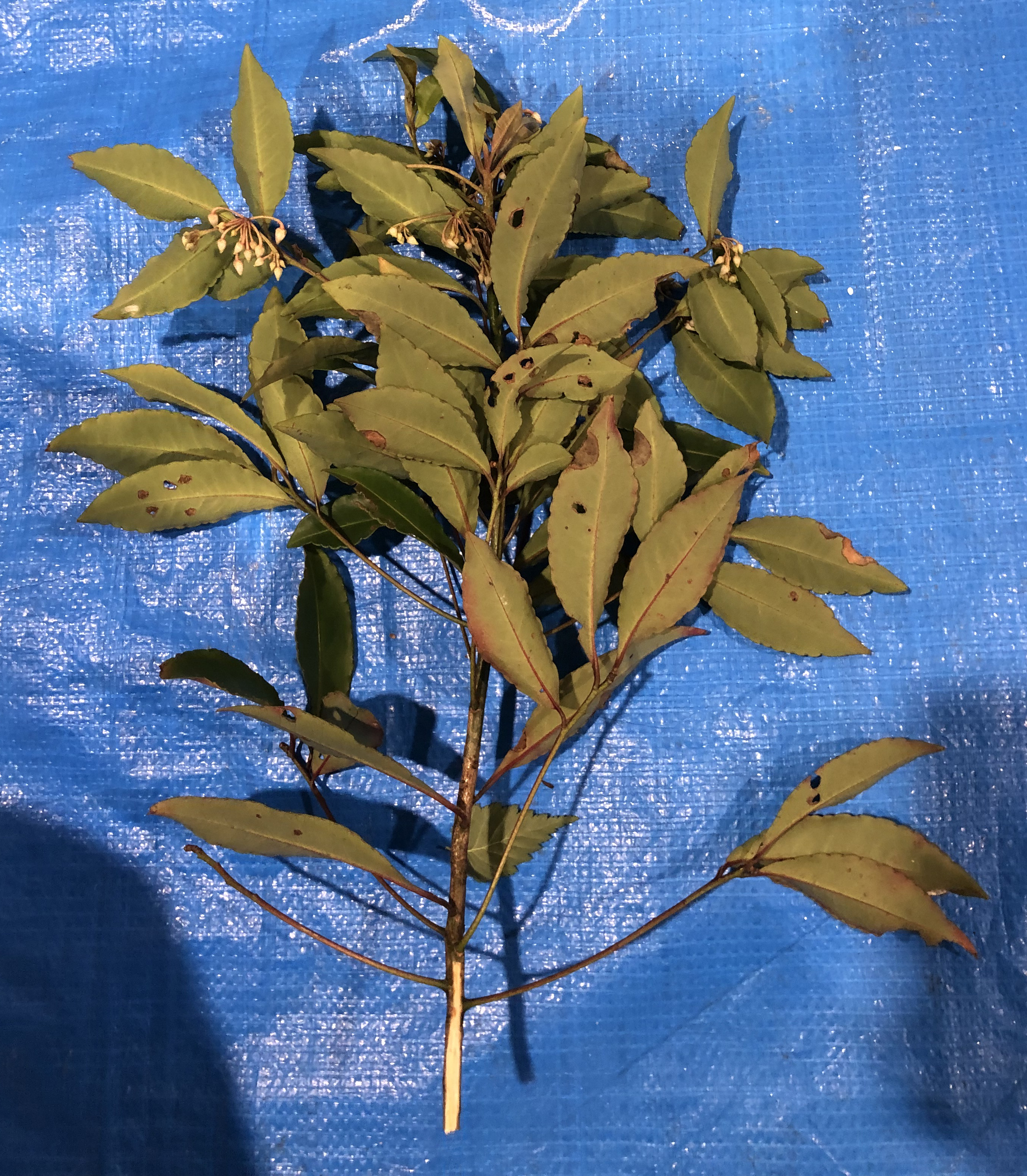 マンリョウ - Ardisia crenata