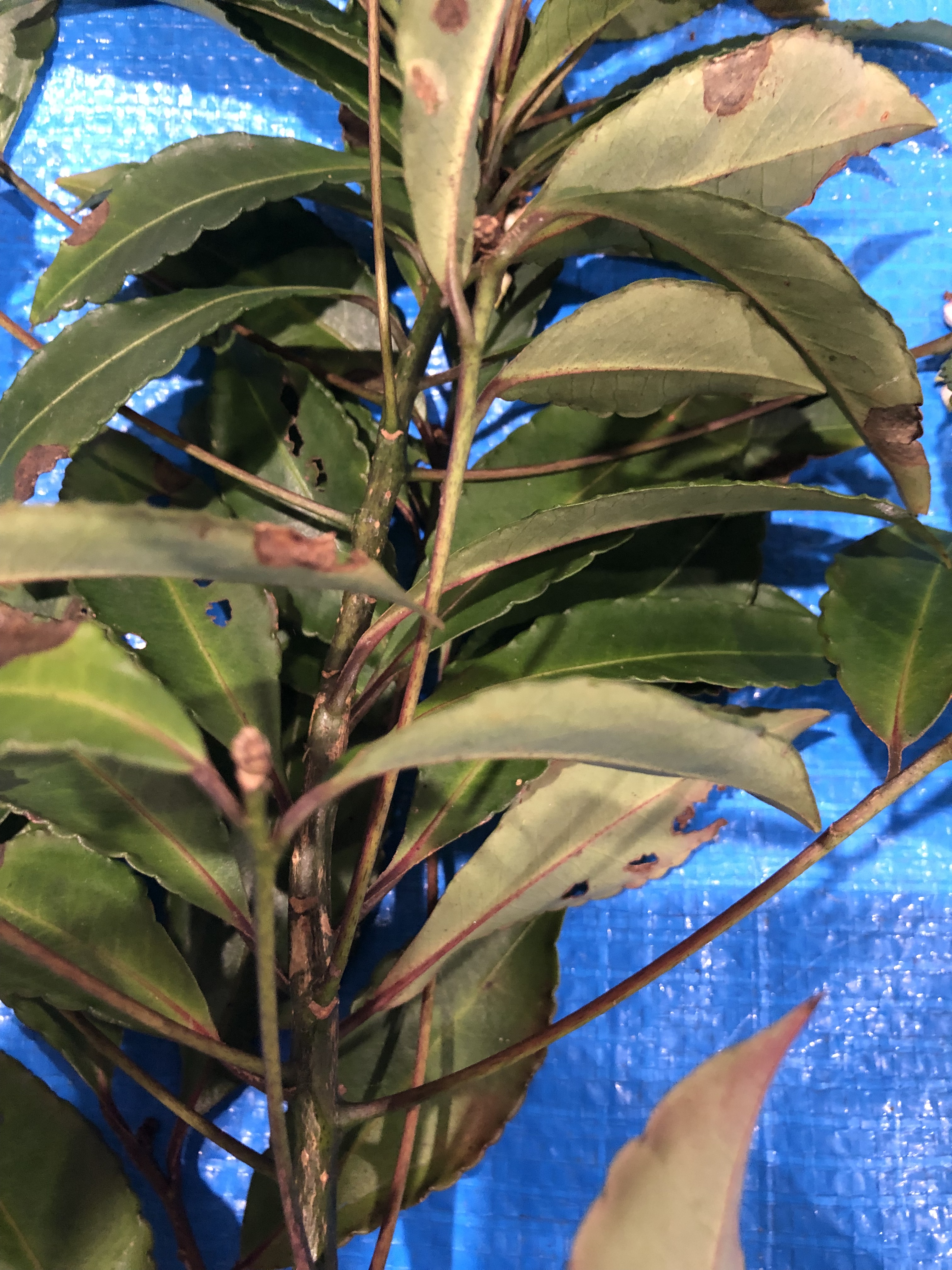 マンリョウ - Ardisia crenata