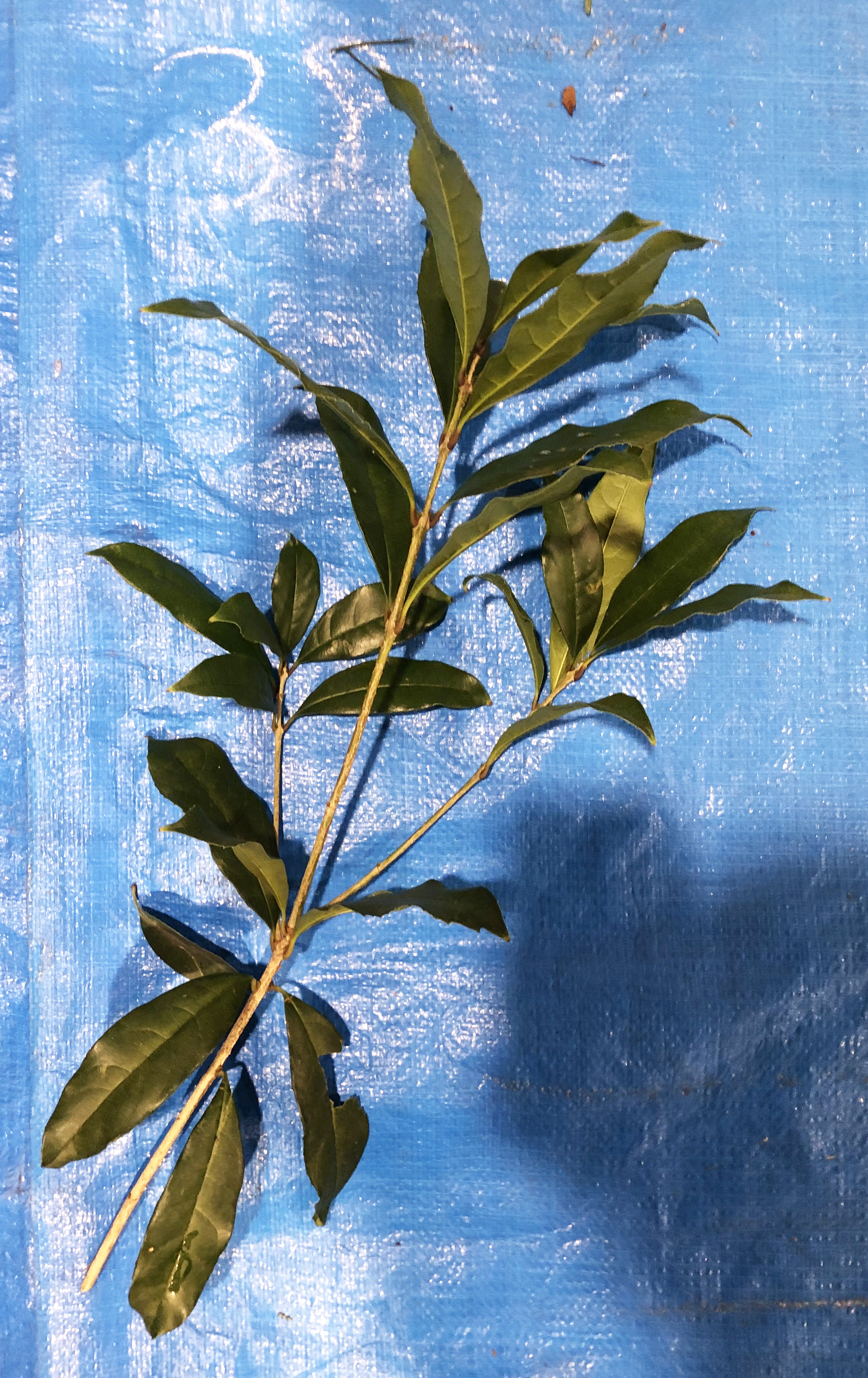 キンモクセイ - Osmanthus fragrans var. aurantiacus