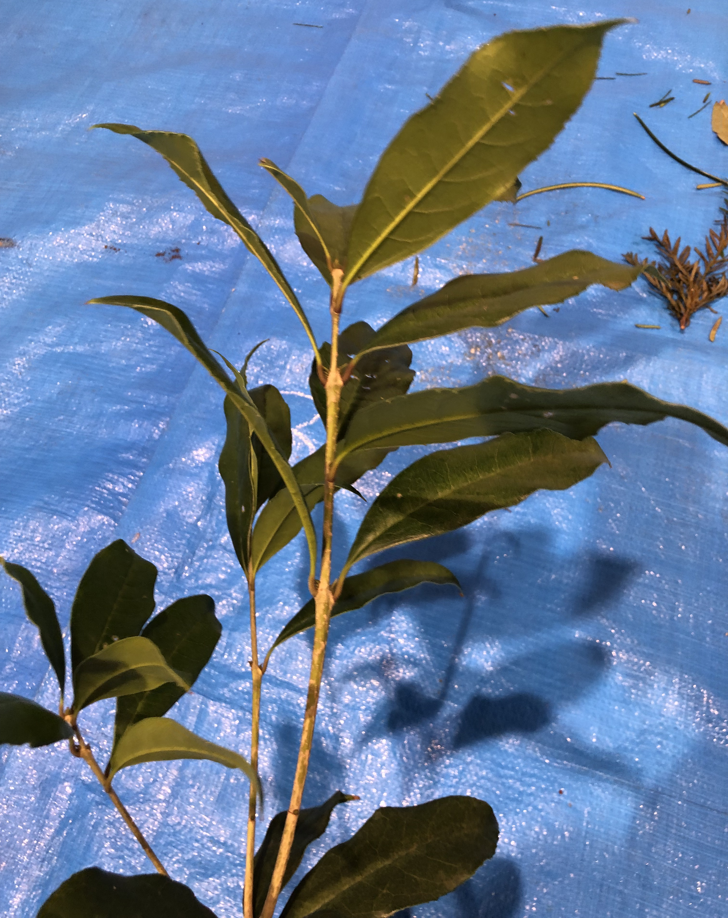 キンモクセイ - Osmanthus fragrans var. aurantiacus