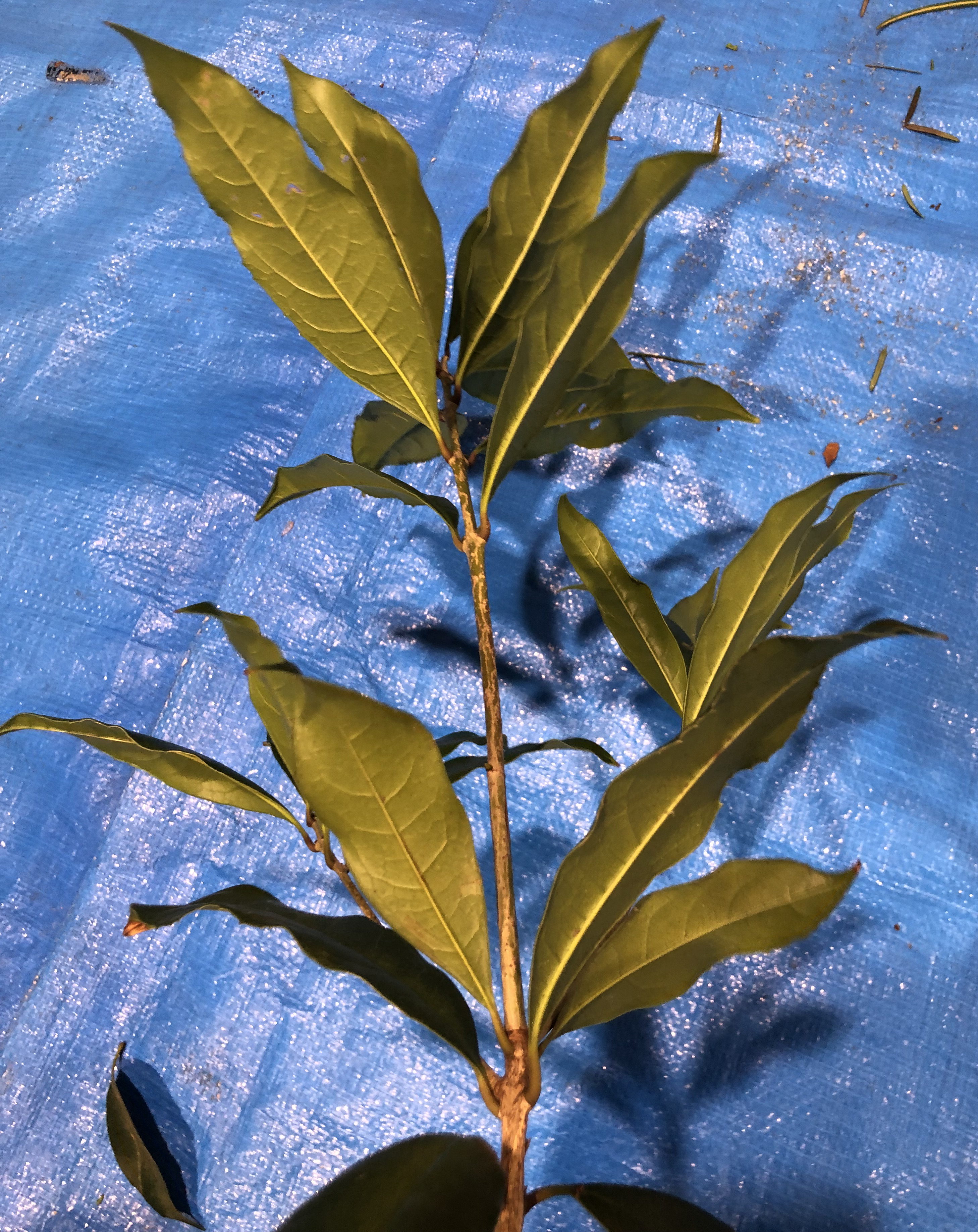 キンモクセイ - Osmanthus fragrans var. aurantiacus