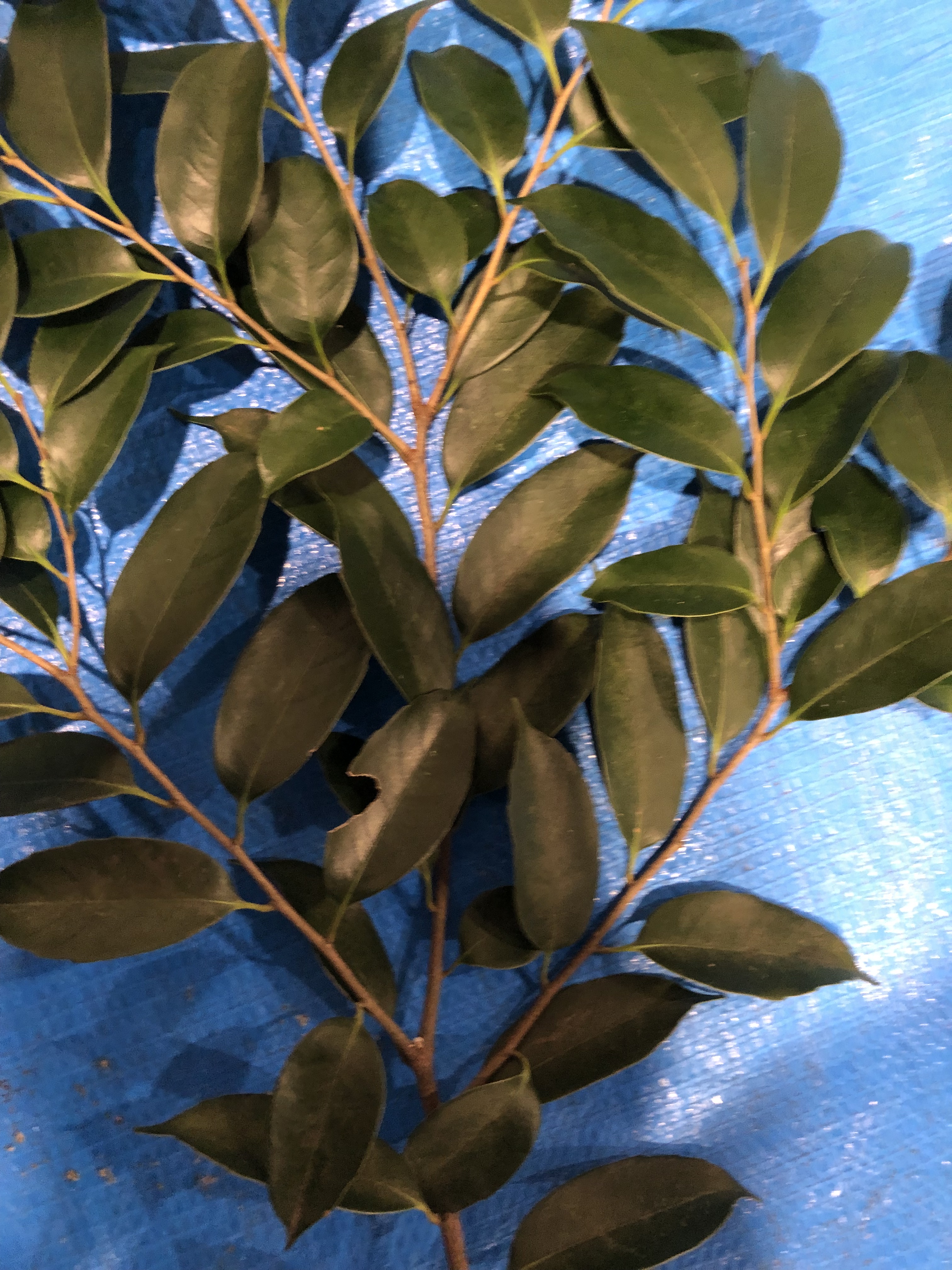 スダジイ - Castanopsis sieboldii