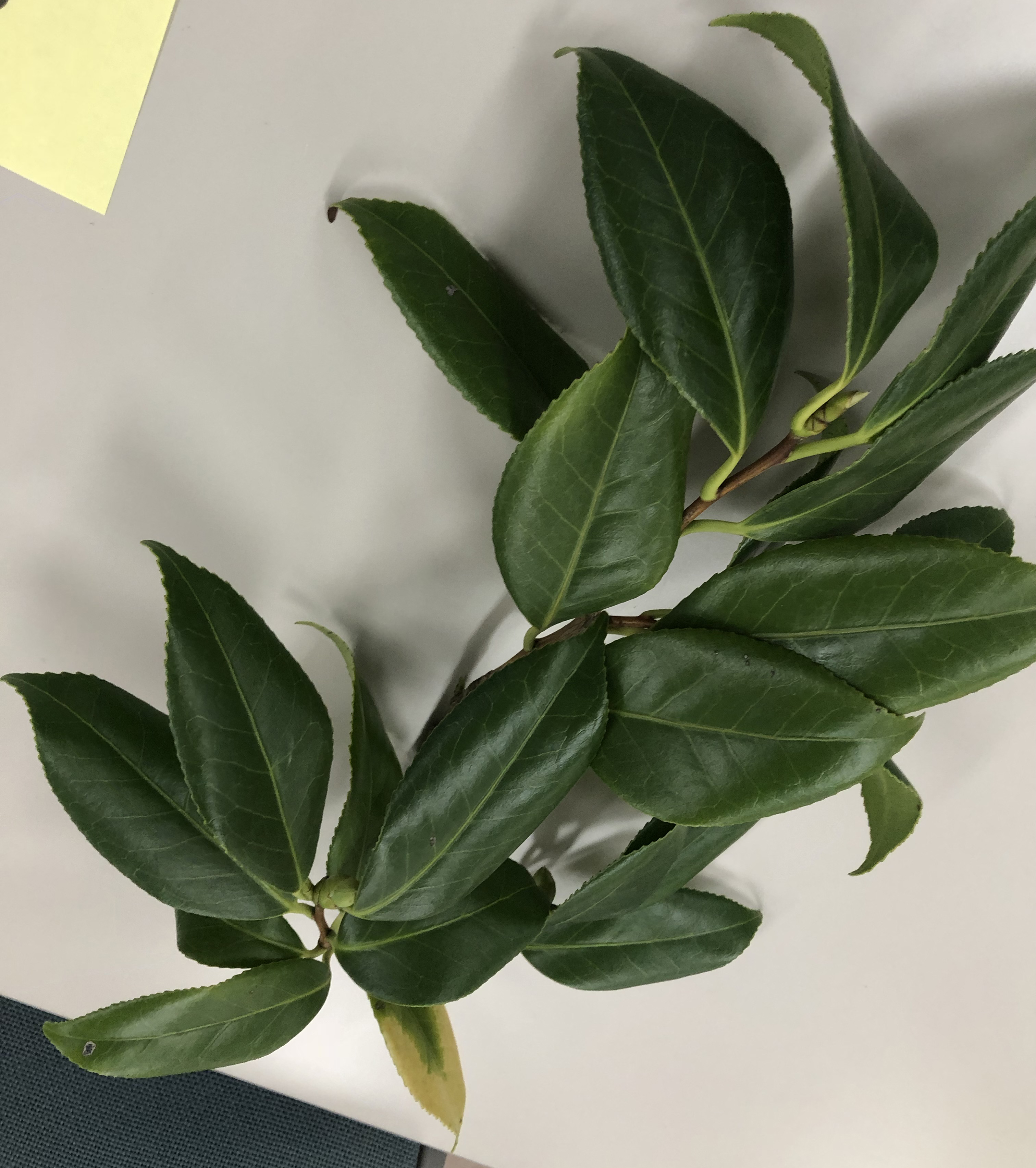 ヤブツバキ - Camellia japonica