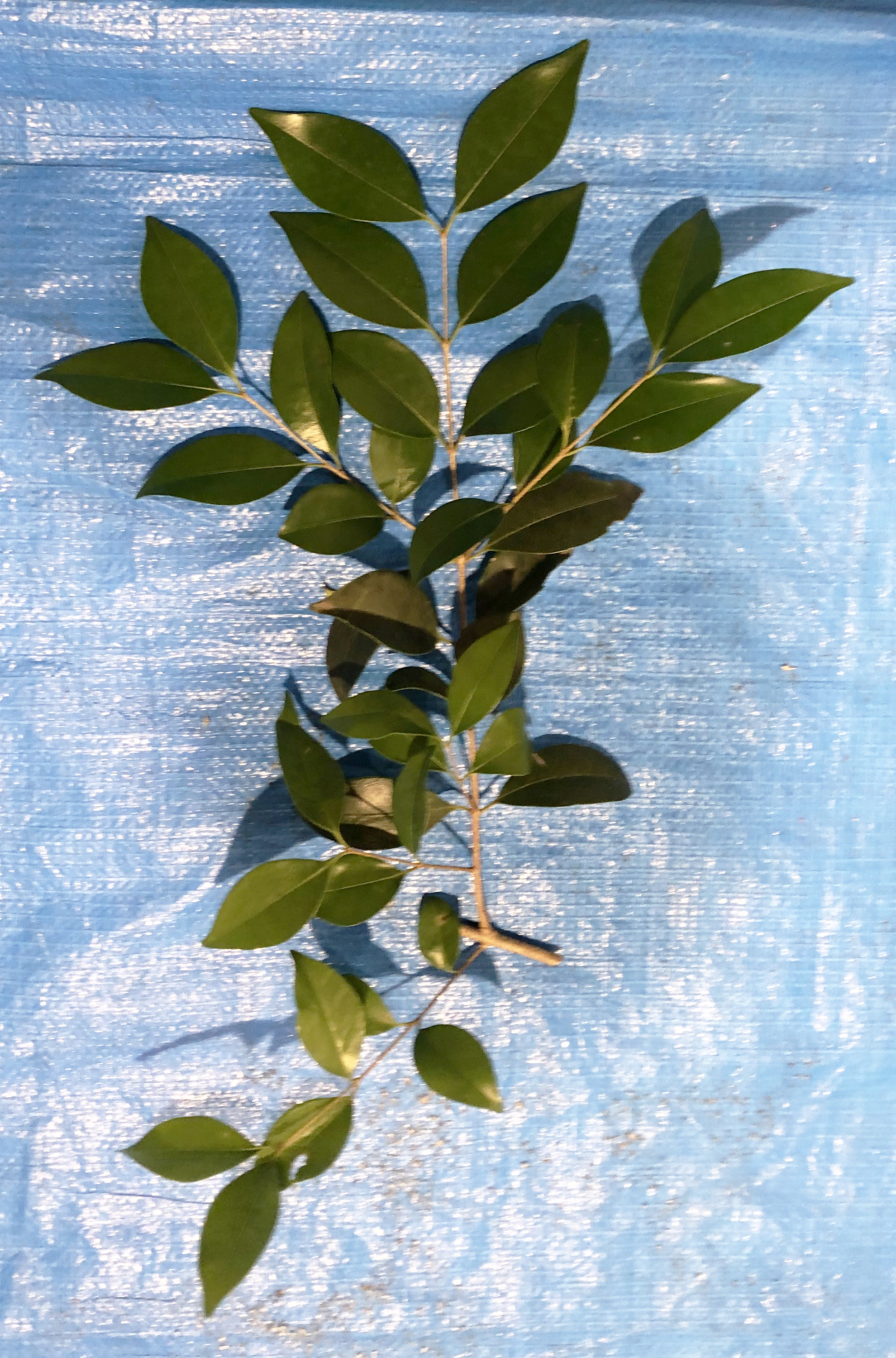 ネズミモチ - Ligustrum japonicum