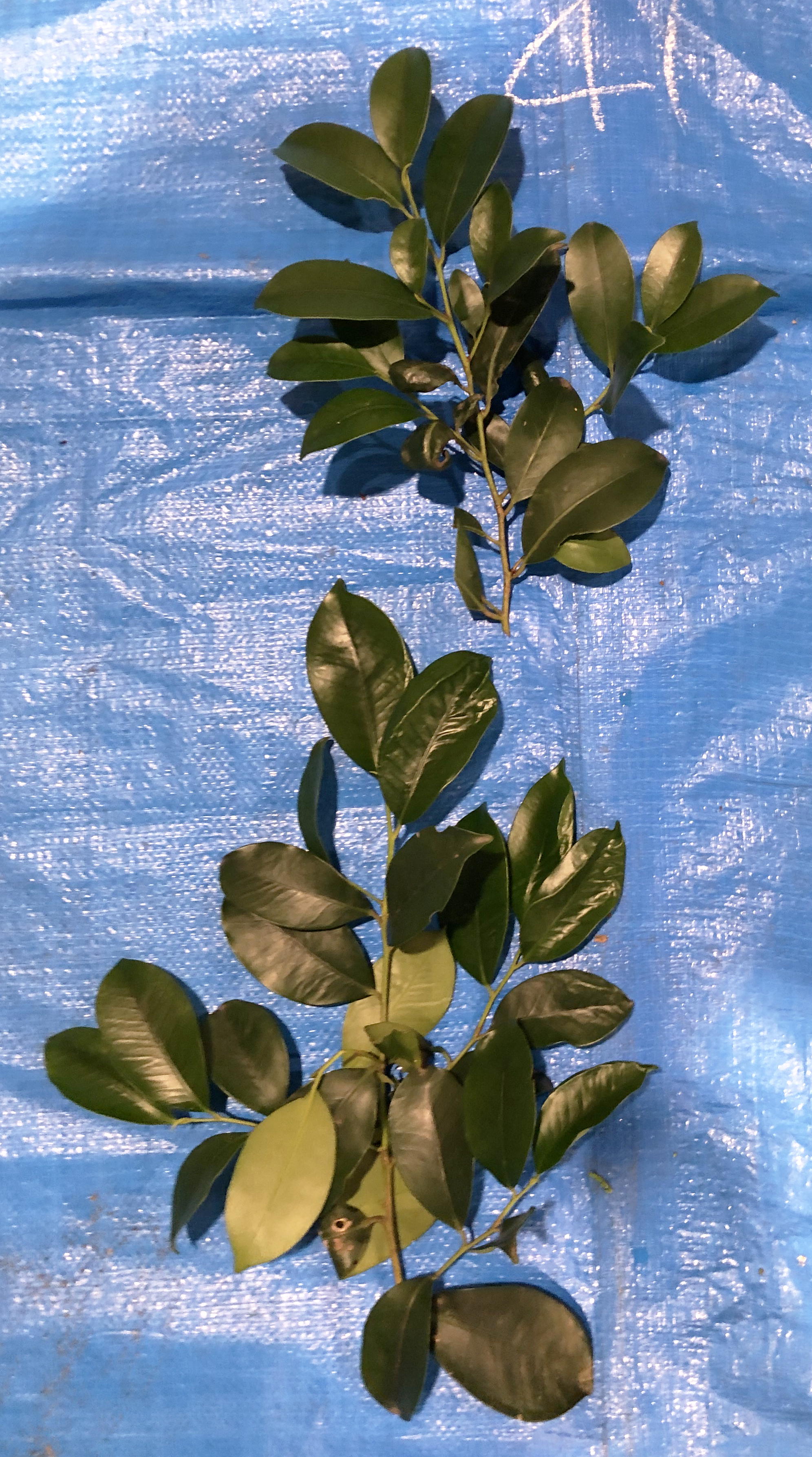 サカキ - Cleyera japonica