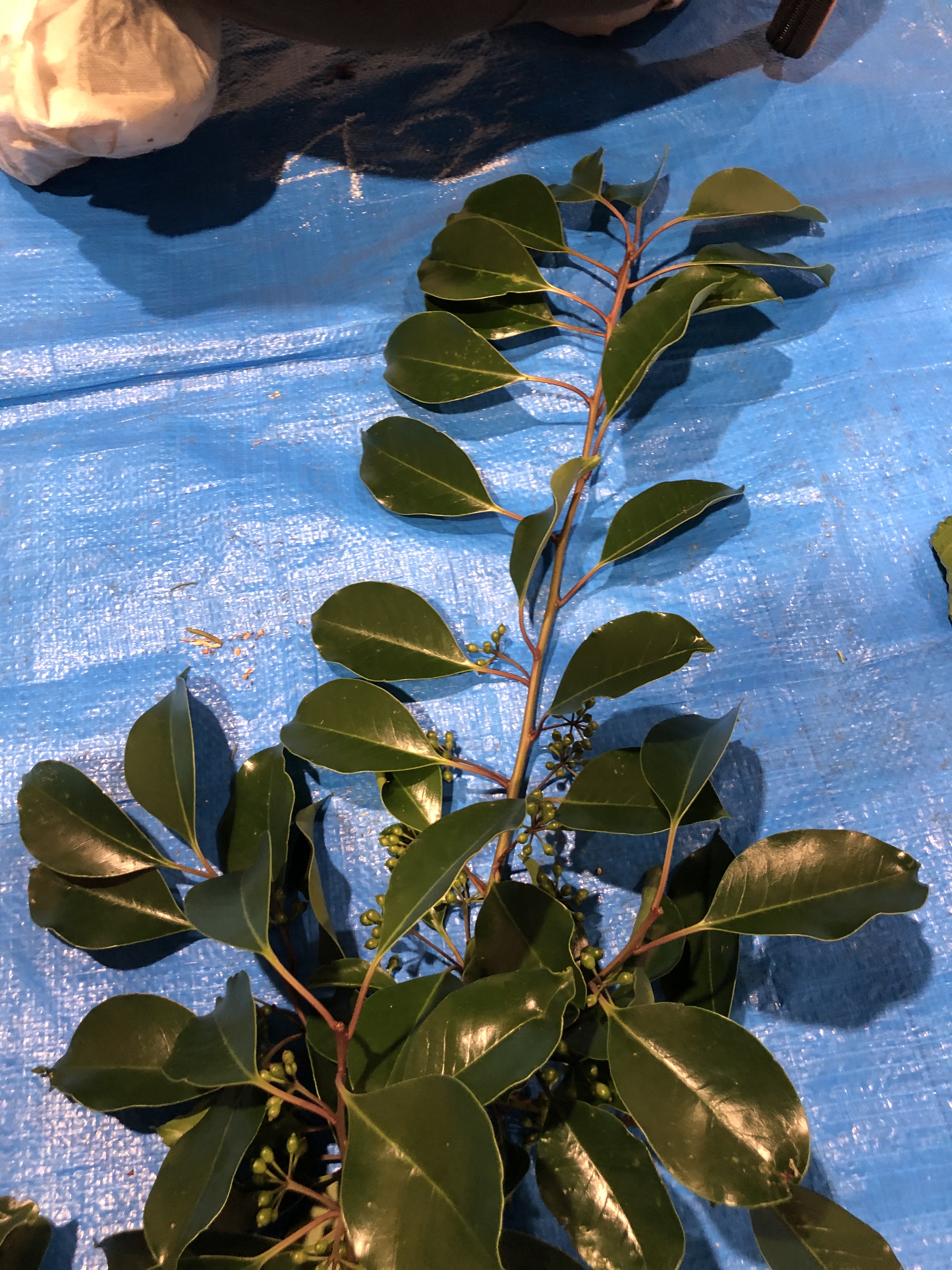 クロガネモチ - Ilex rotunda