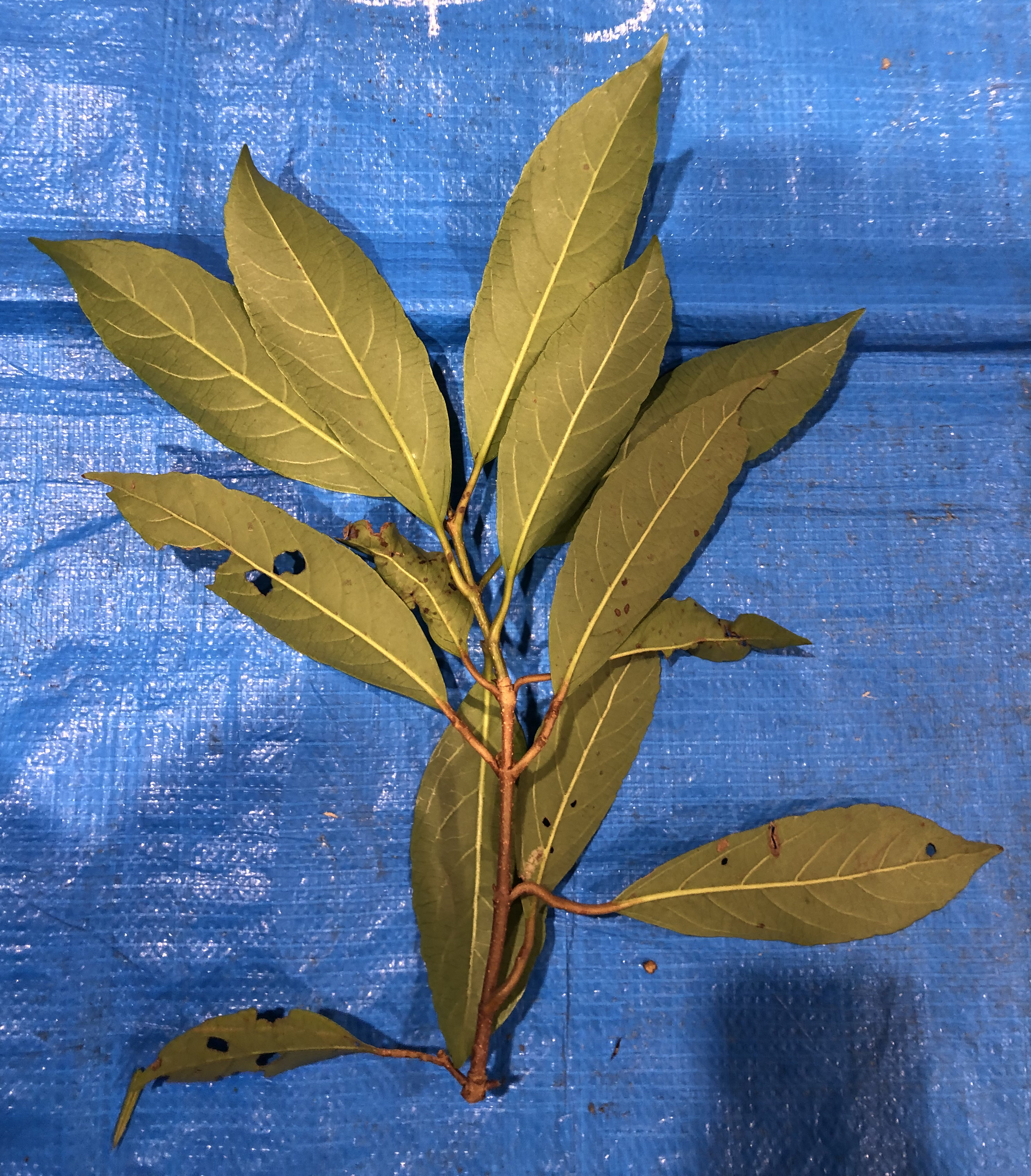 サンゴジュ - Viburnum odoratissimum / Viburnum odoratissimum var. awabuki