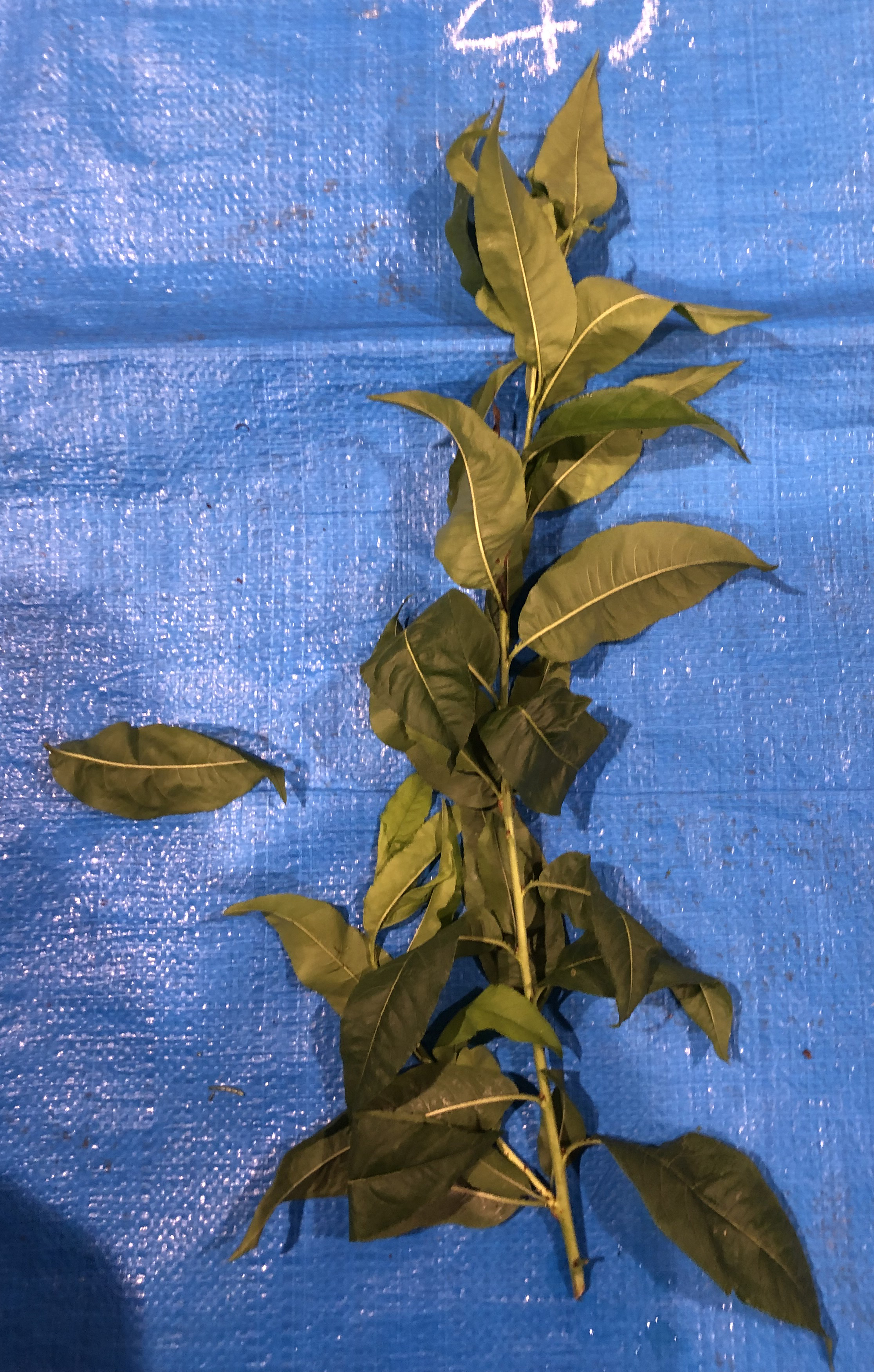 モモ - Prunus persica / Amygdalus persica