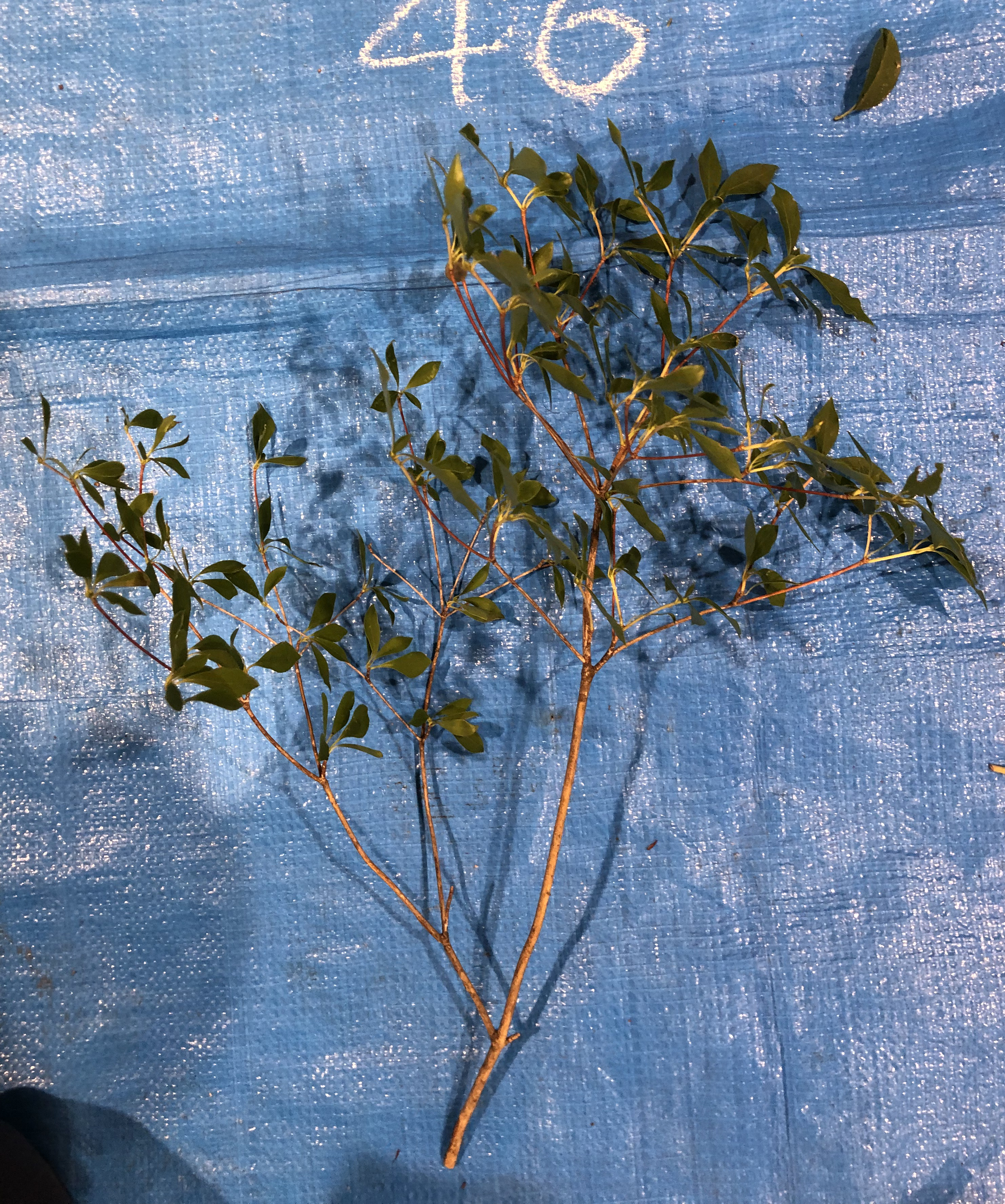 ドウダンツツジ - Enkianthus perulatus