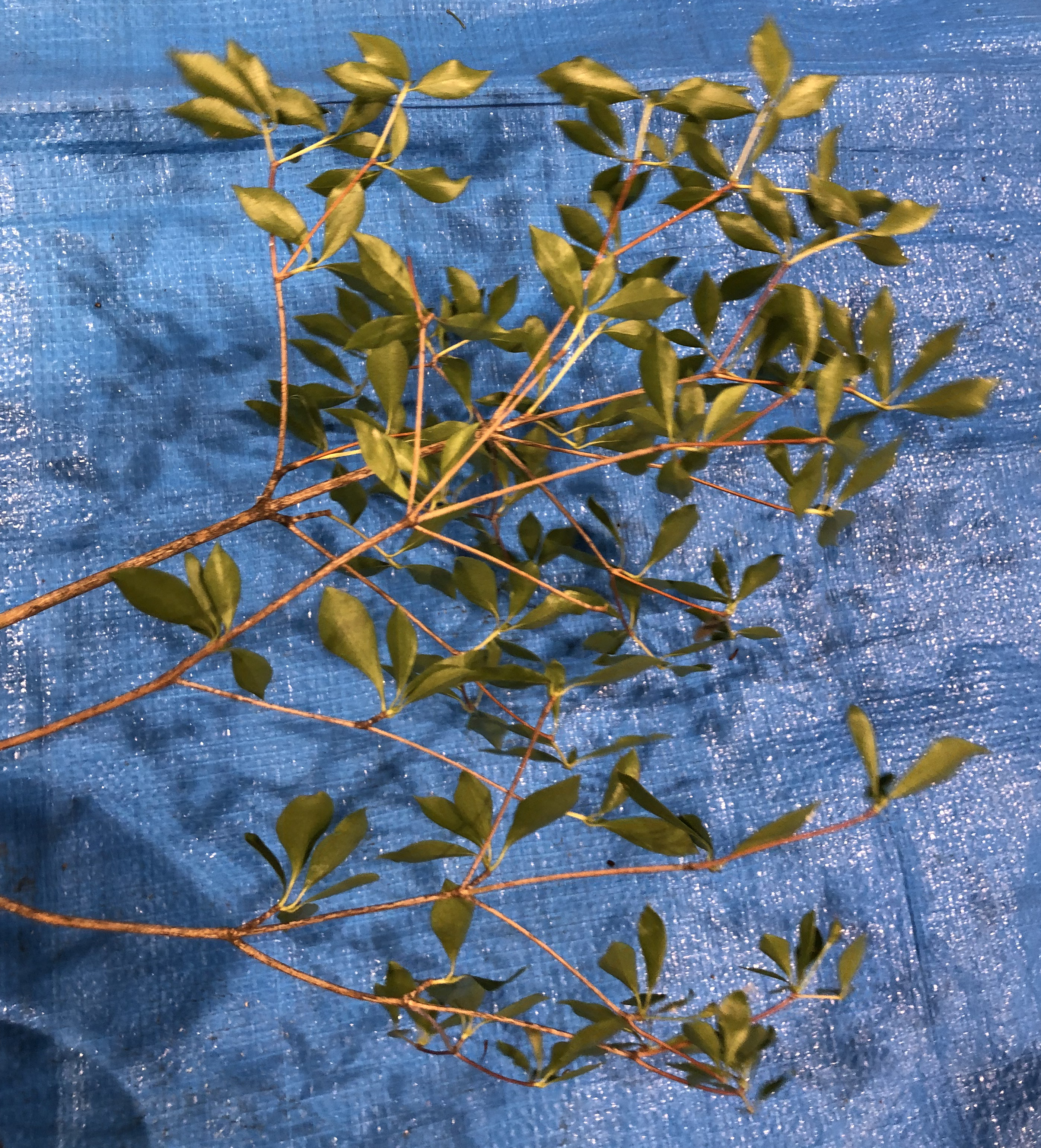 ドウダンツツジ - Enkianthus perulatus