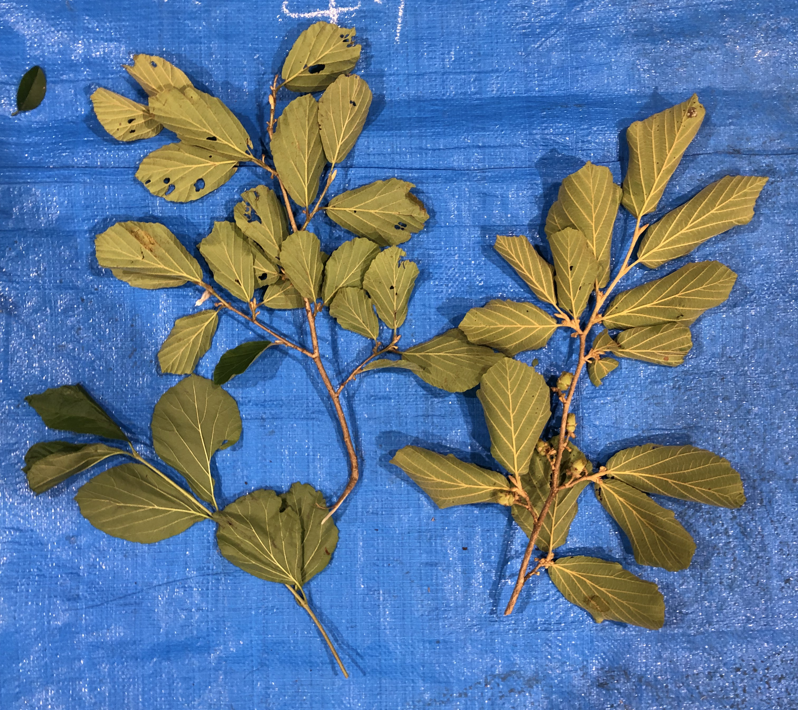 マンサク - Hamamelis japonica