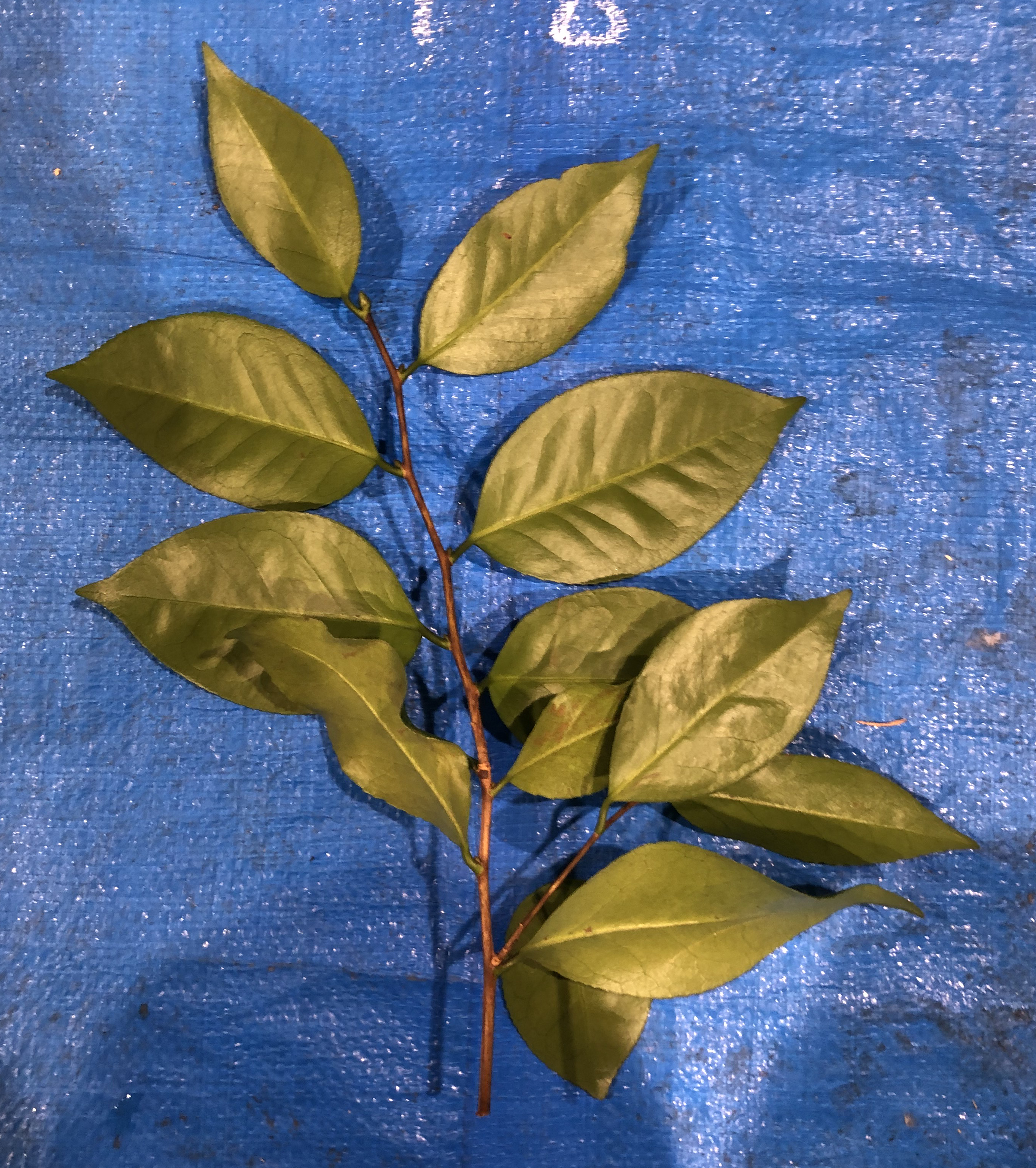 ヤブツバキ - Camellia japonica