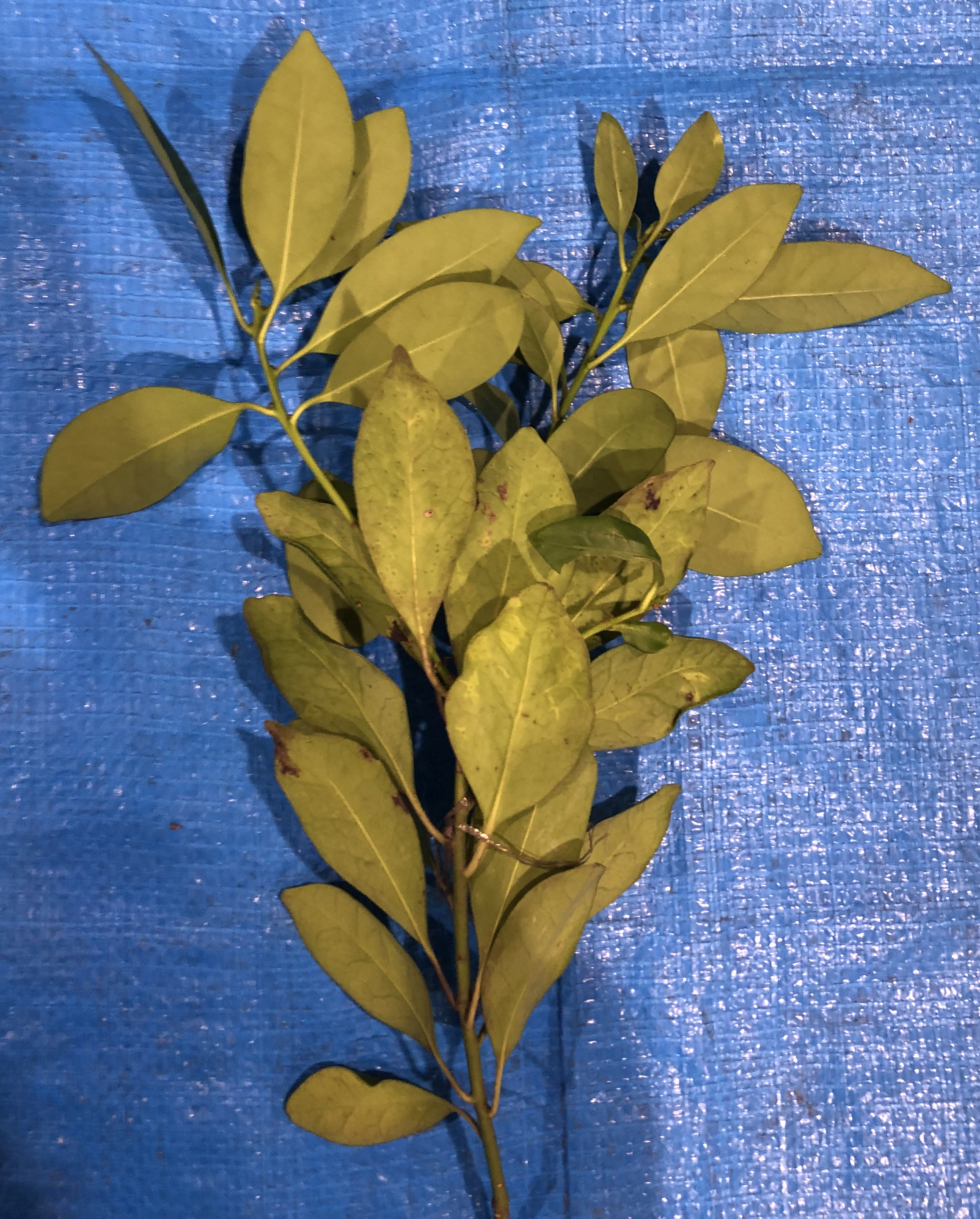 モチノキ - Ilex integra