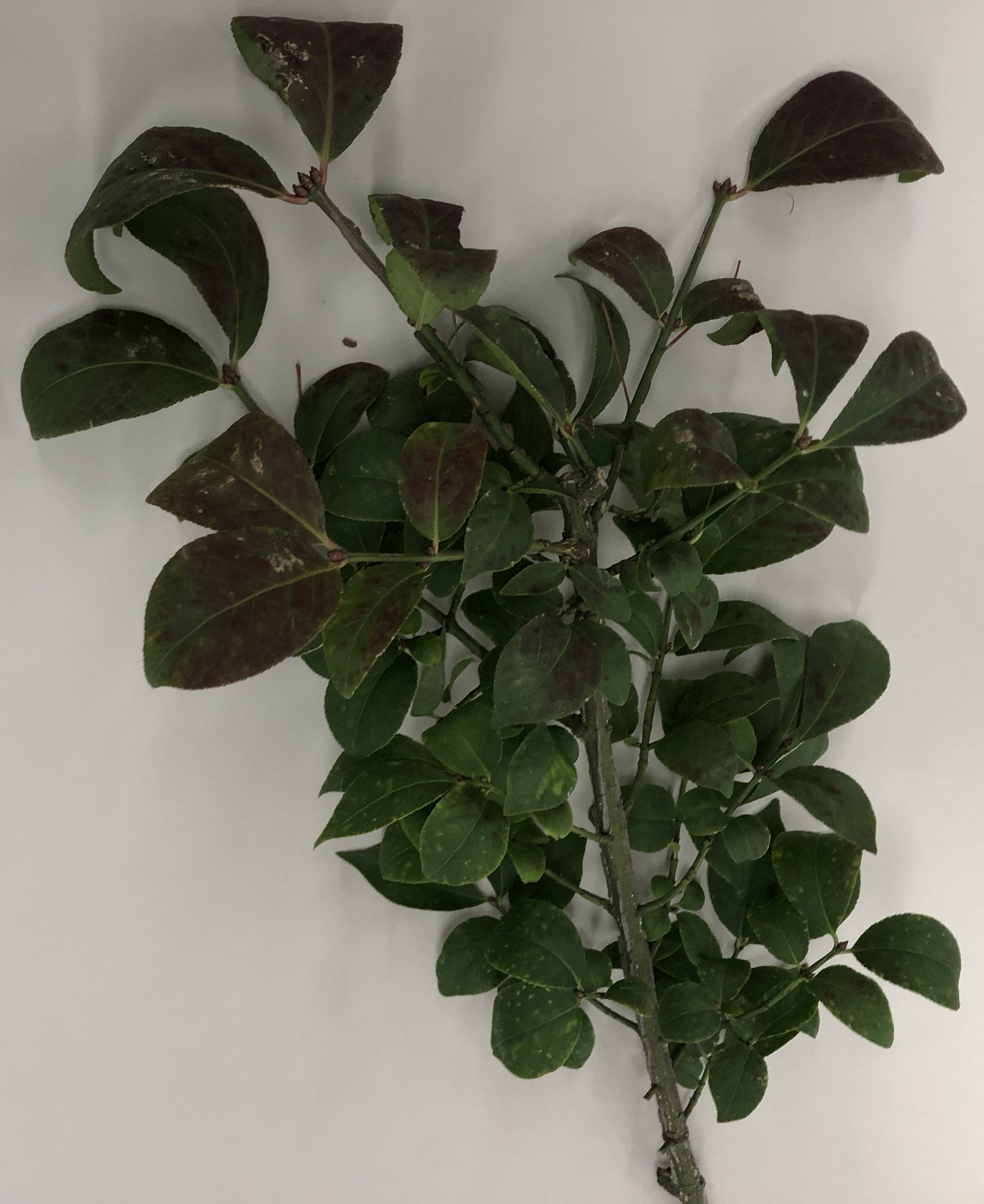 ニシキギ - Euonymus alatus