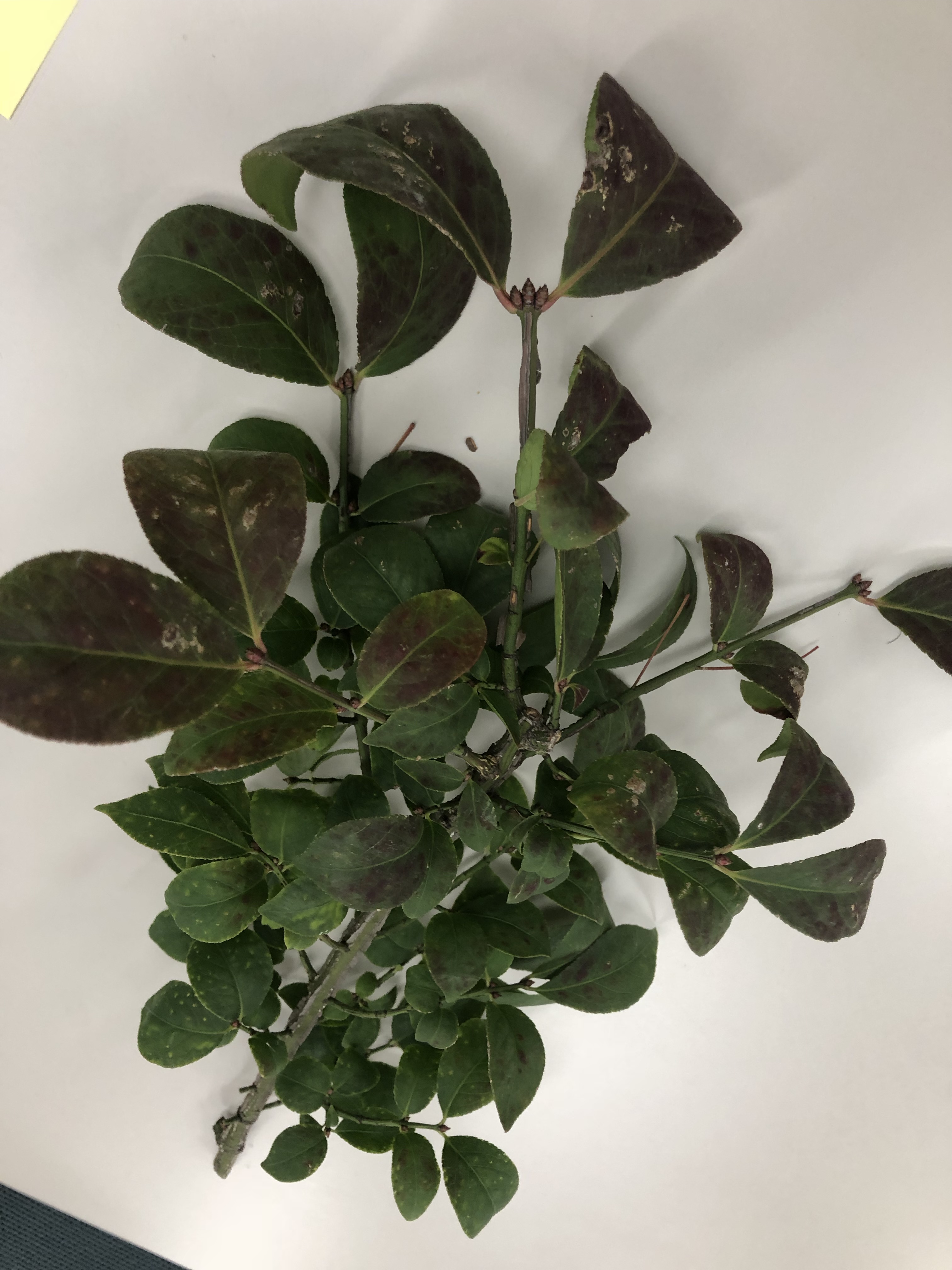 ニシキギ - Euonymus alatus