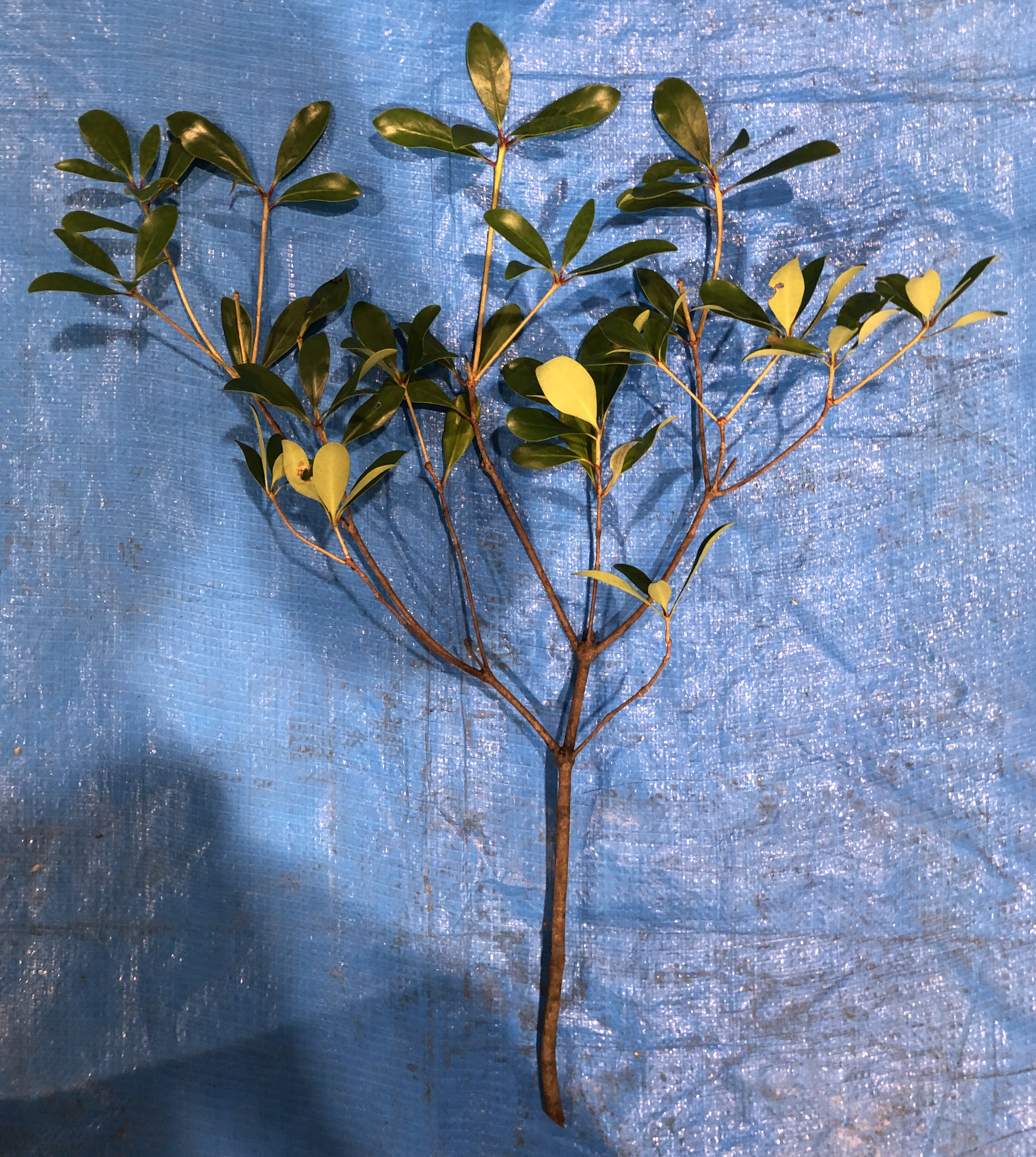 モッコク - Ternstroemia gymnanthera