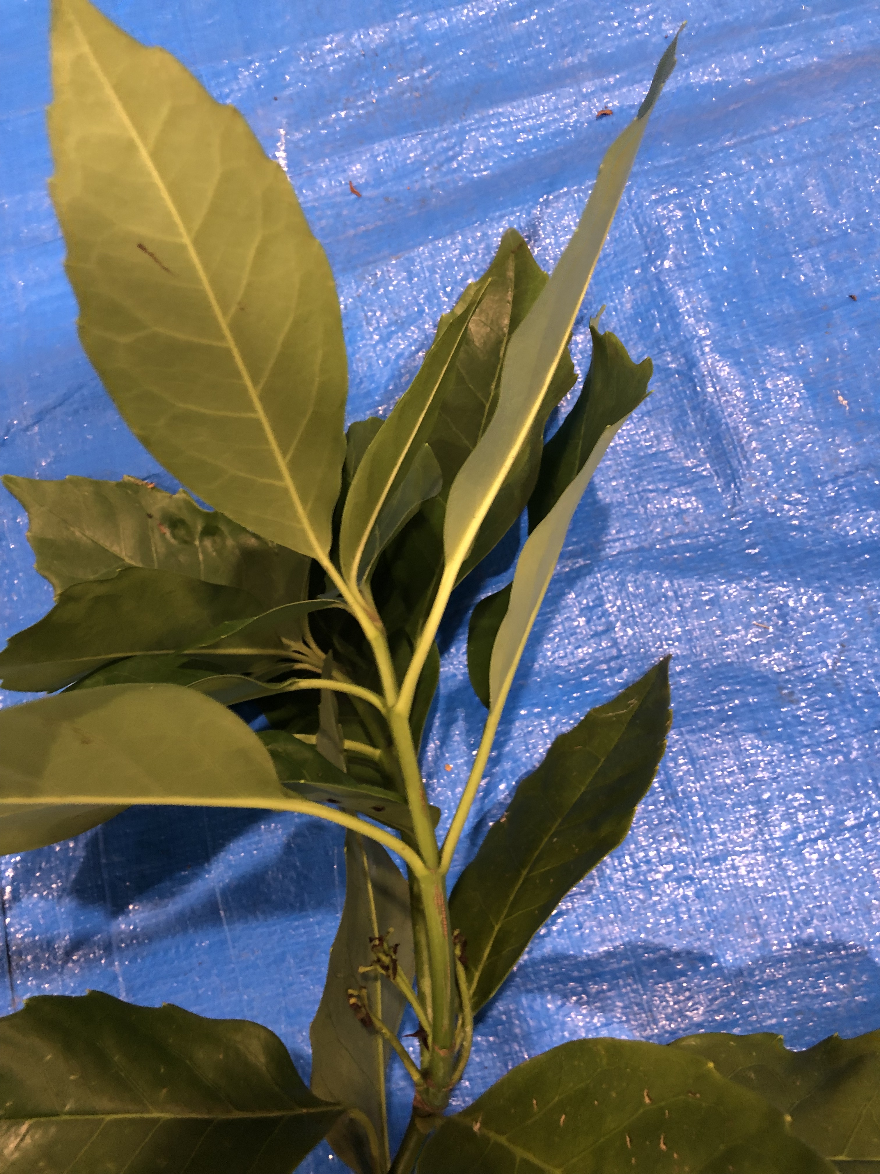 アオキ - Aucuba japonica