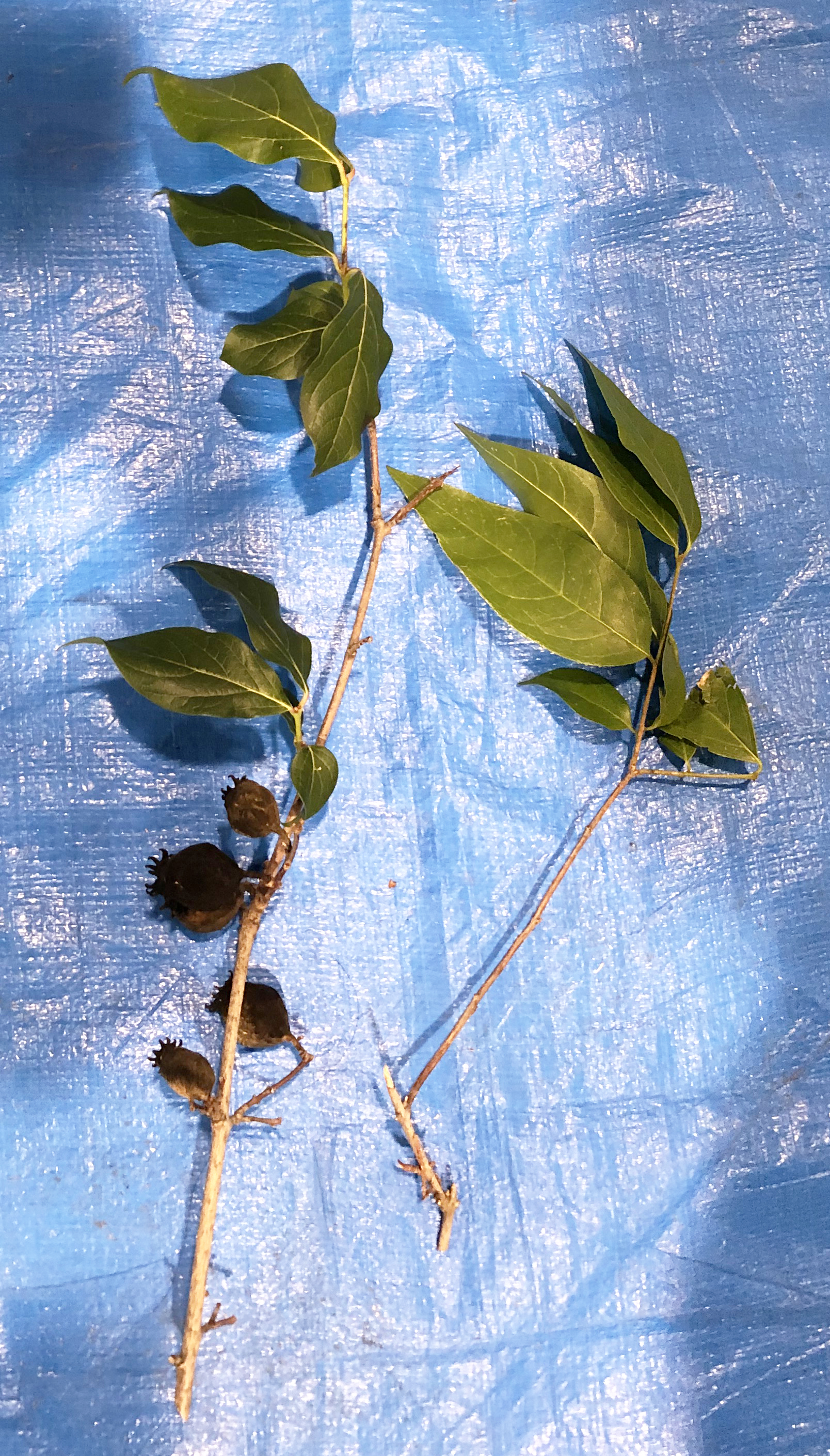 ロウバイ - Chimonanthus praecox