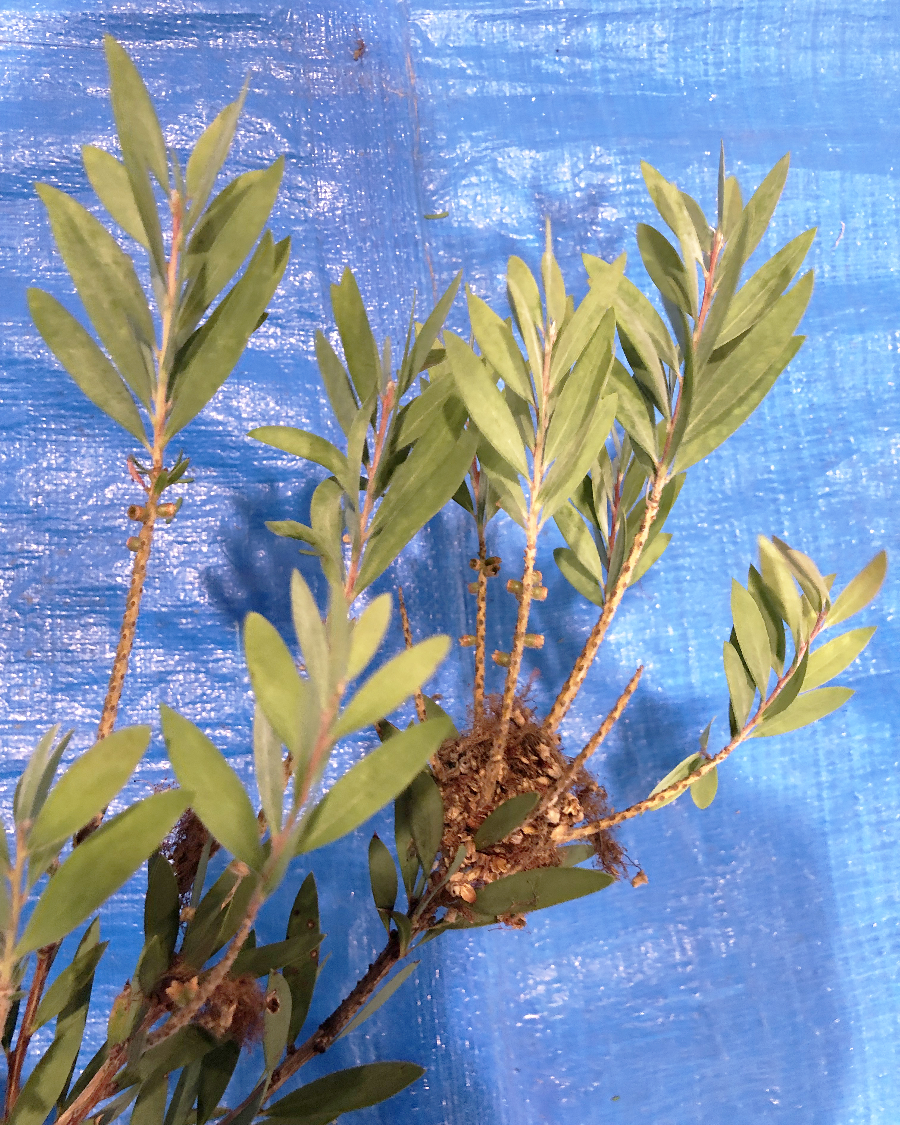 ブラシノキ - Callistemon speciosus