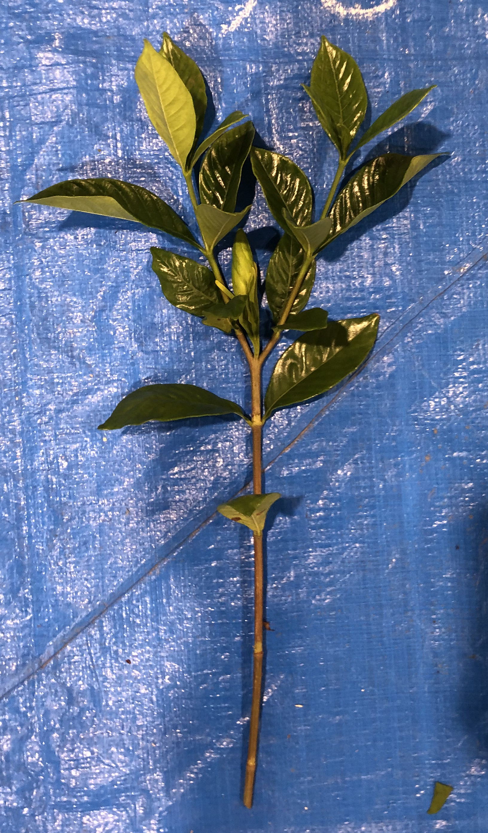 クチナシ - Gardenia jasminoides