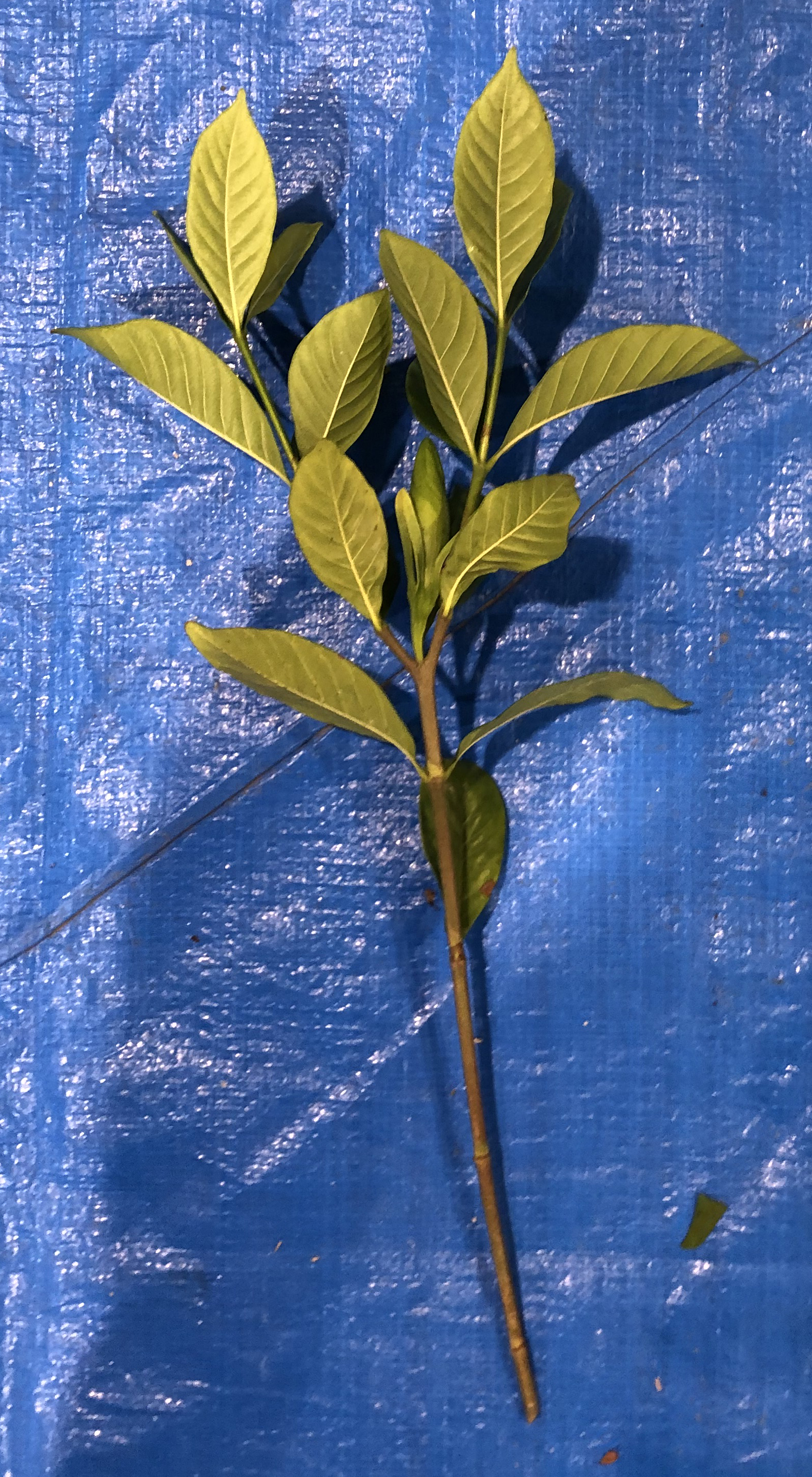 クチナシ - Gardenia jasminoides