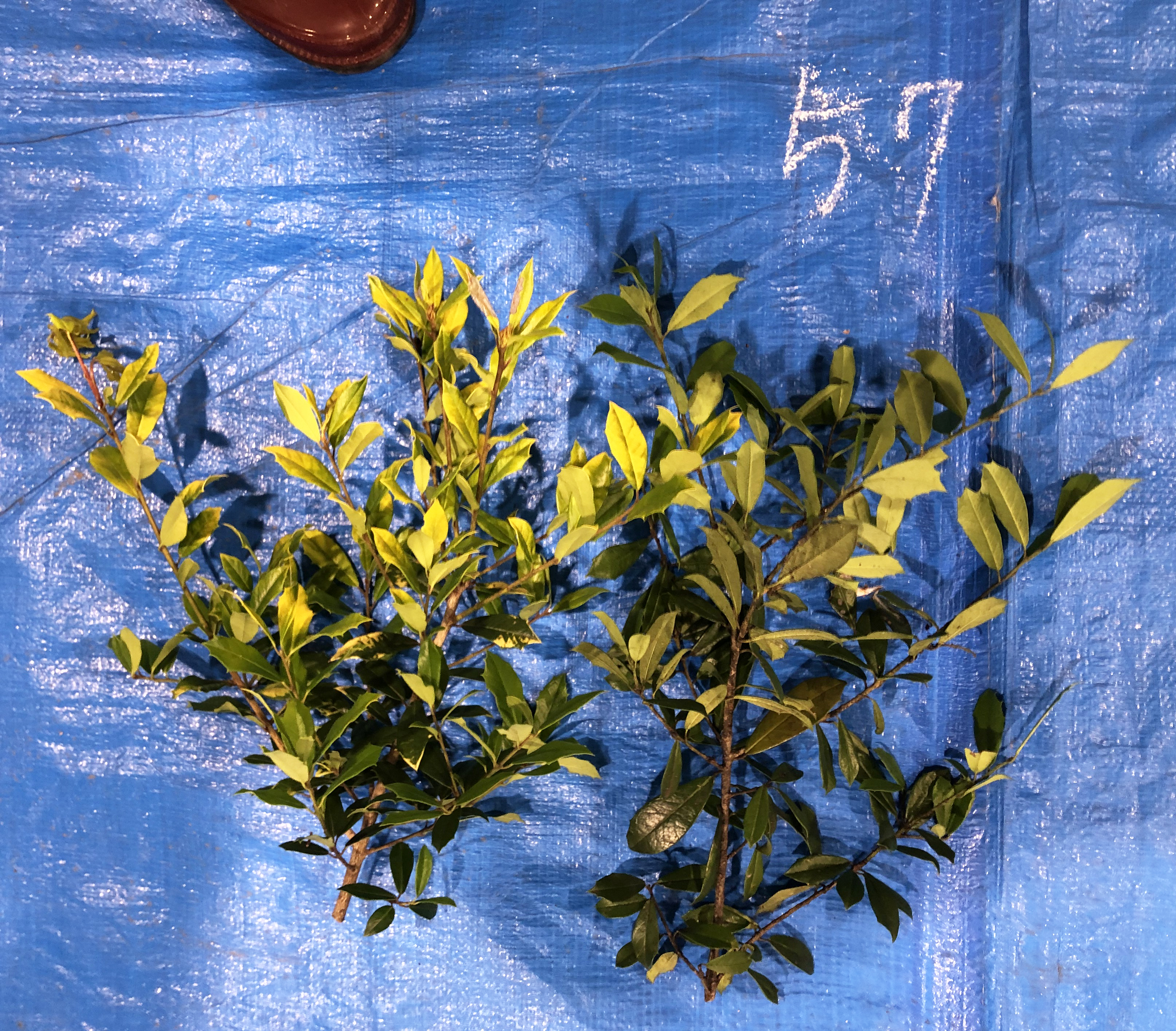 不明 011: ヒイラギナンテン