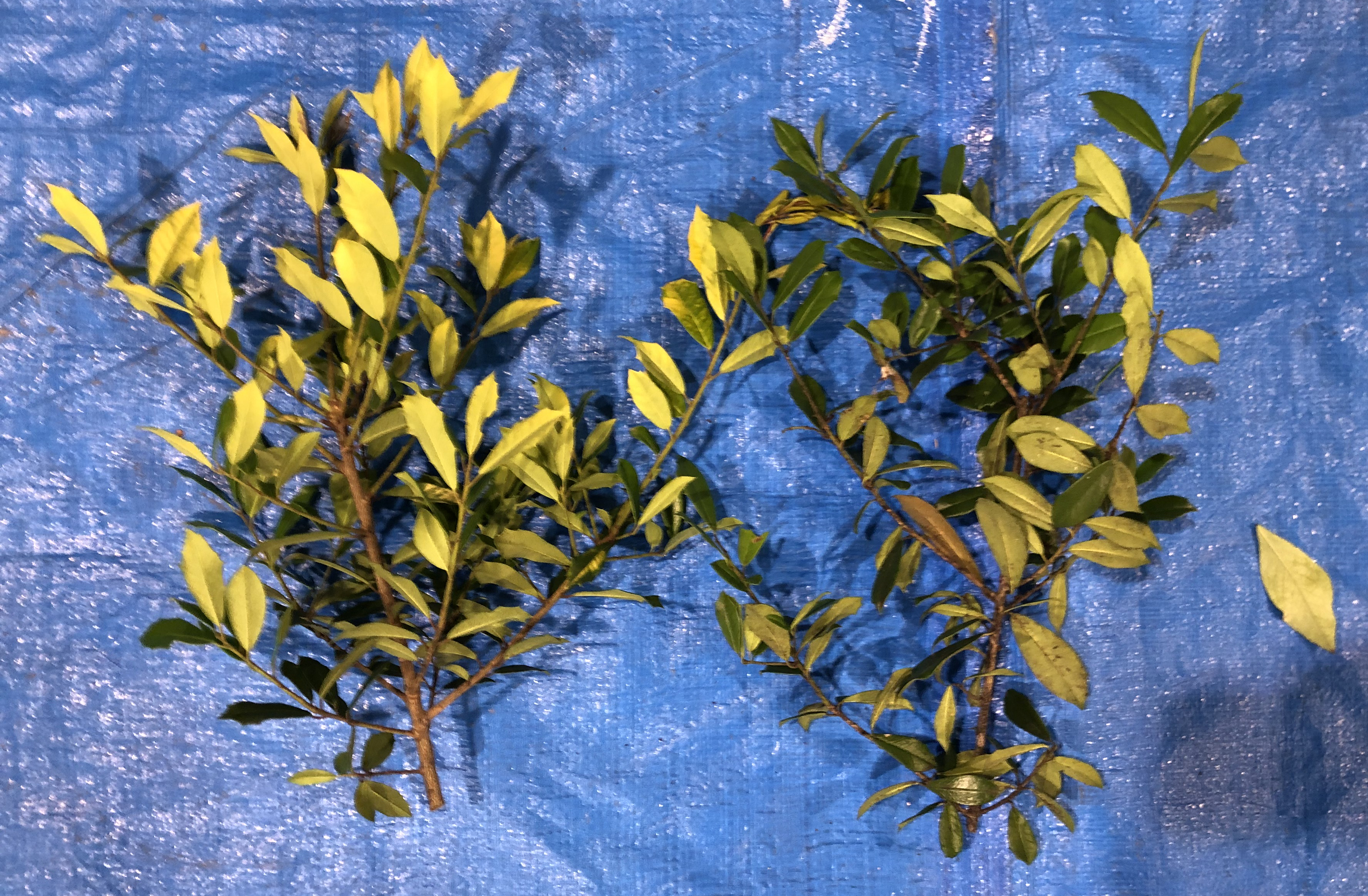 不明 011: ヒイラギナンテン