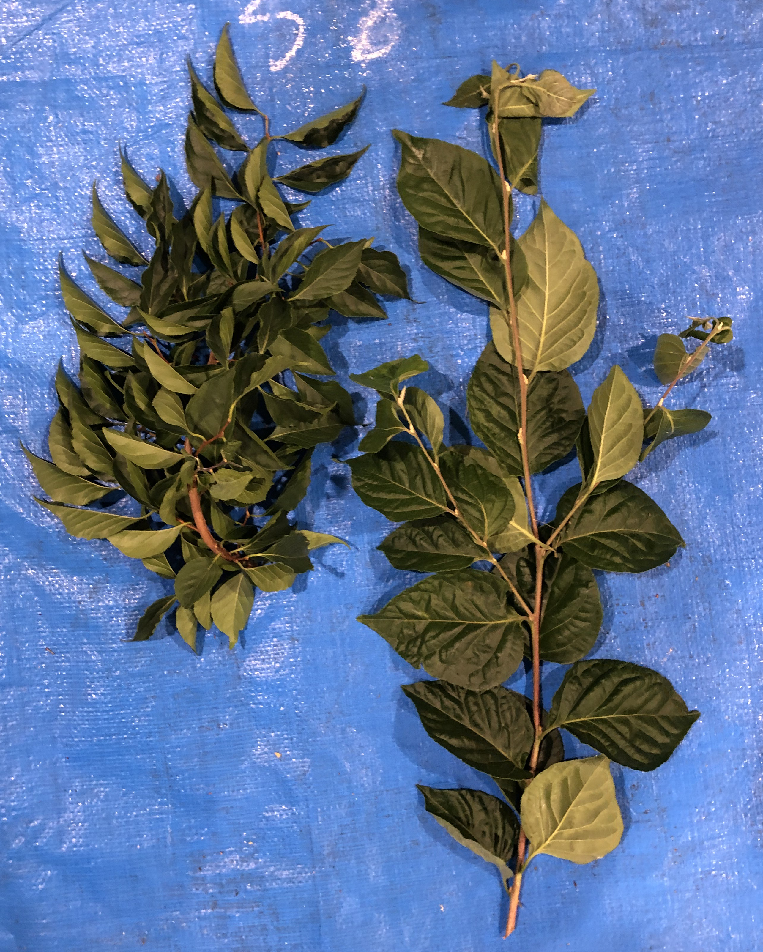 エゴノキ - Styrax japonica