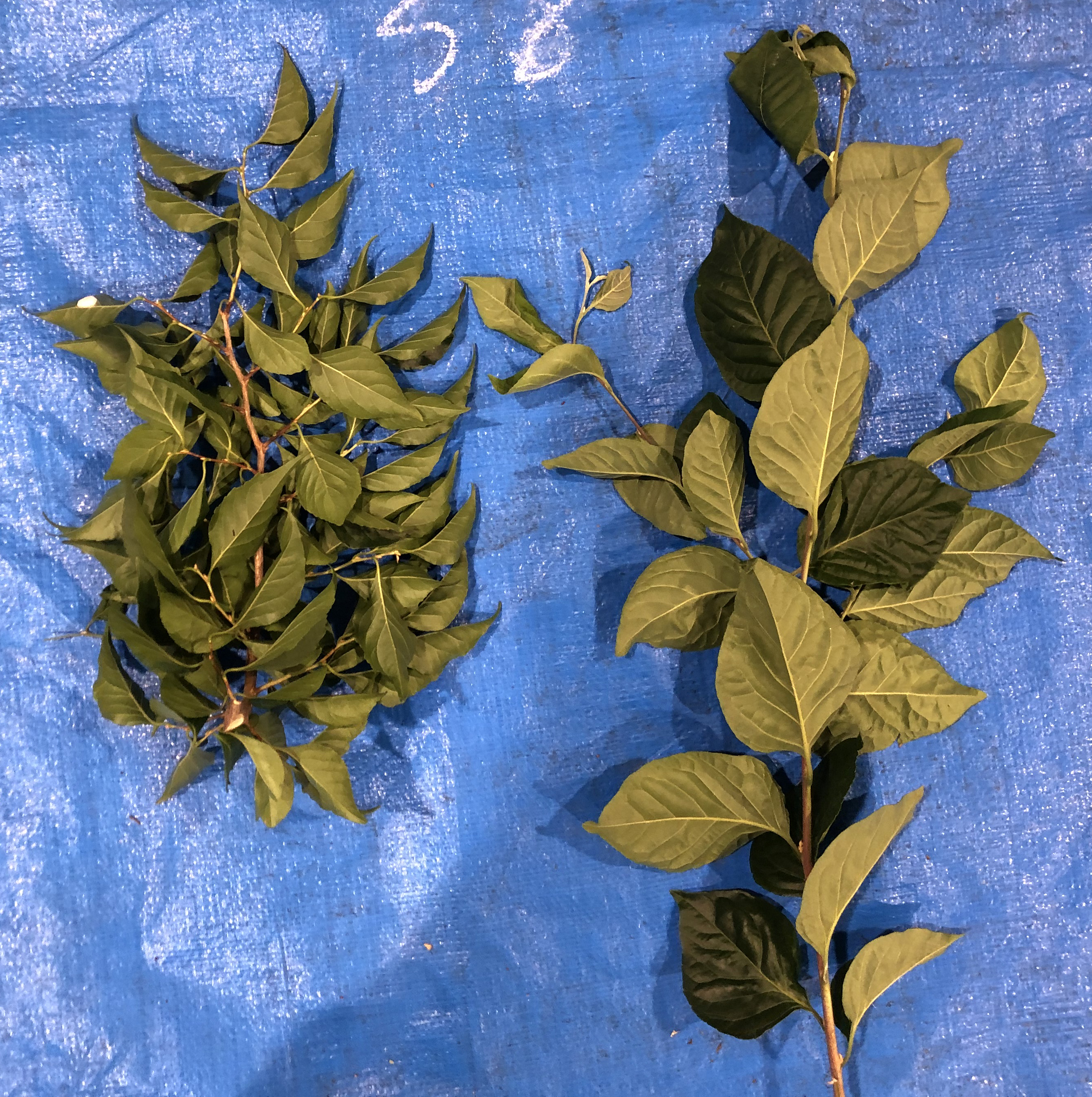 エゴノキ - Styrax japonica